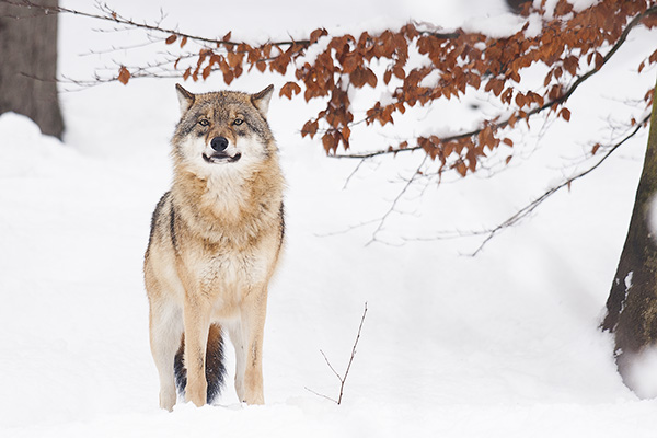 Wolf -winter-
