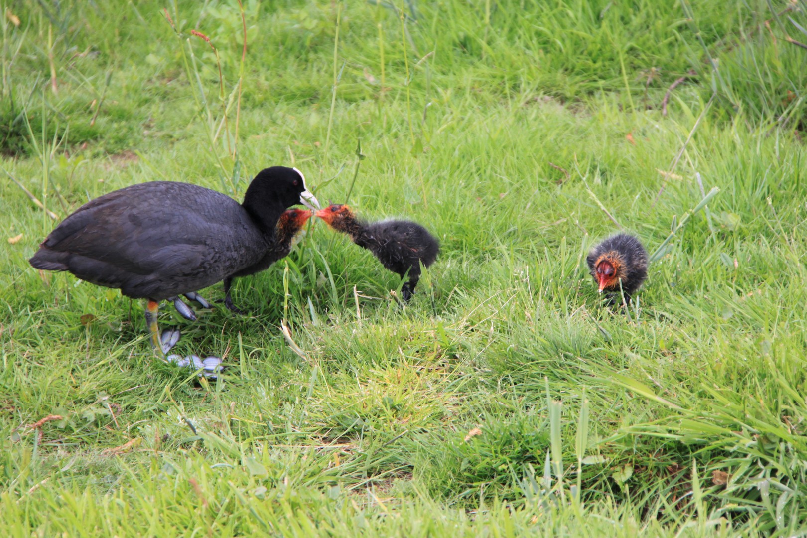 Meerkoeten met jongen
