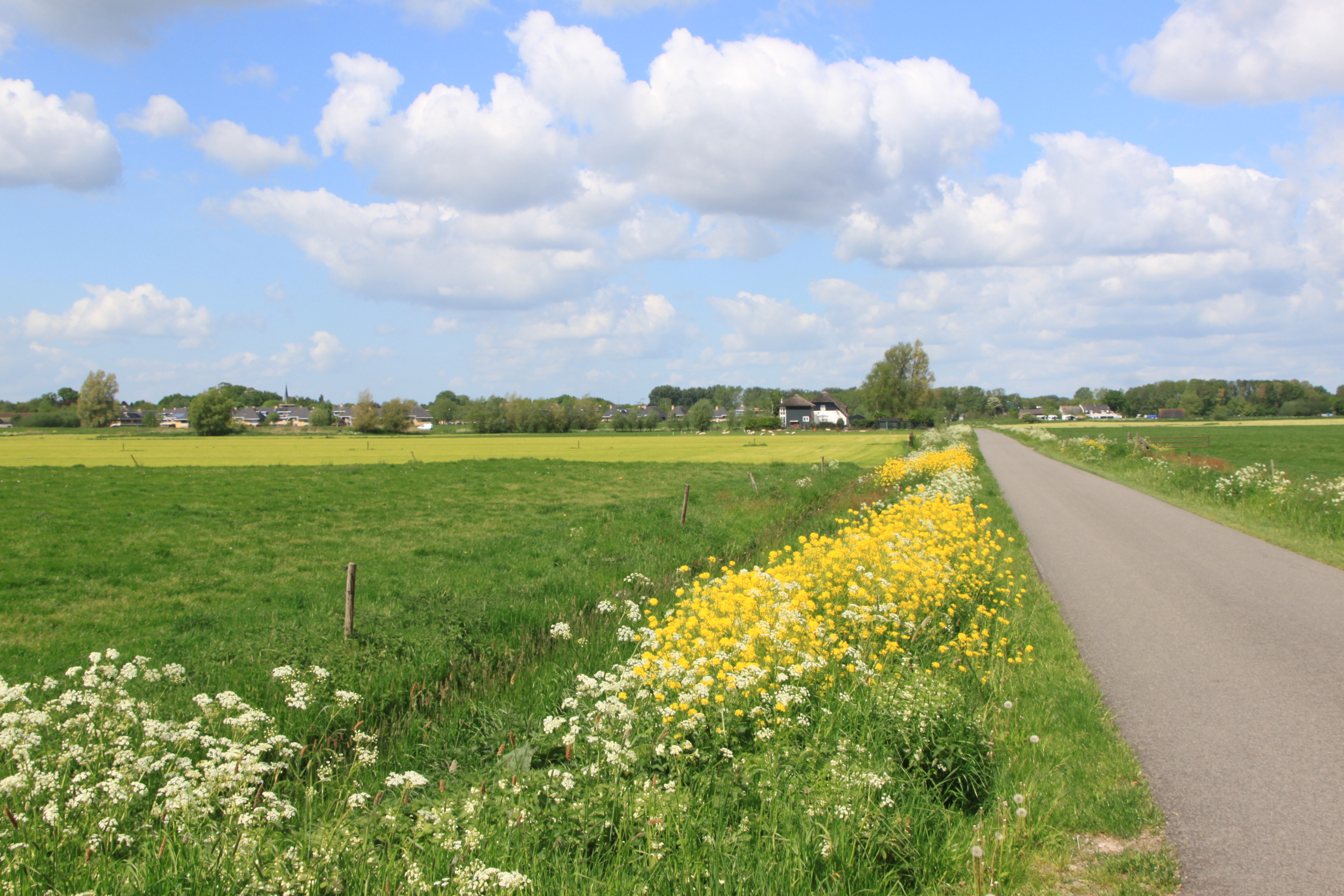 Fluitekruid en..Koolzaadplanten.