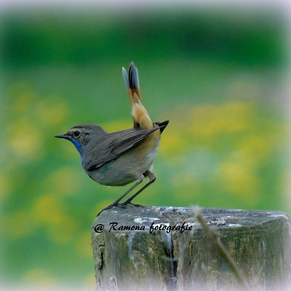 blauwborst