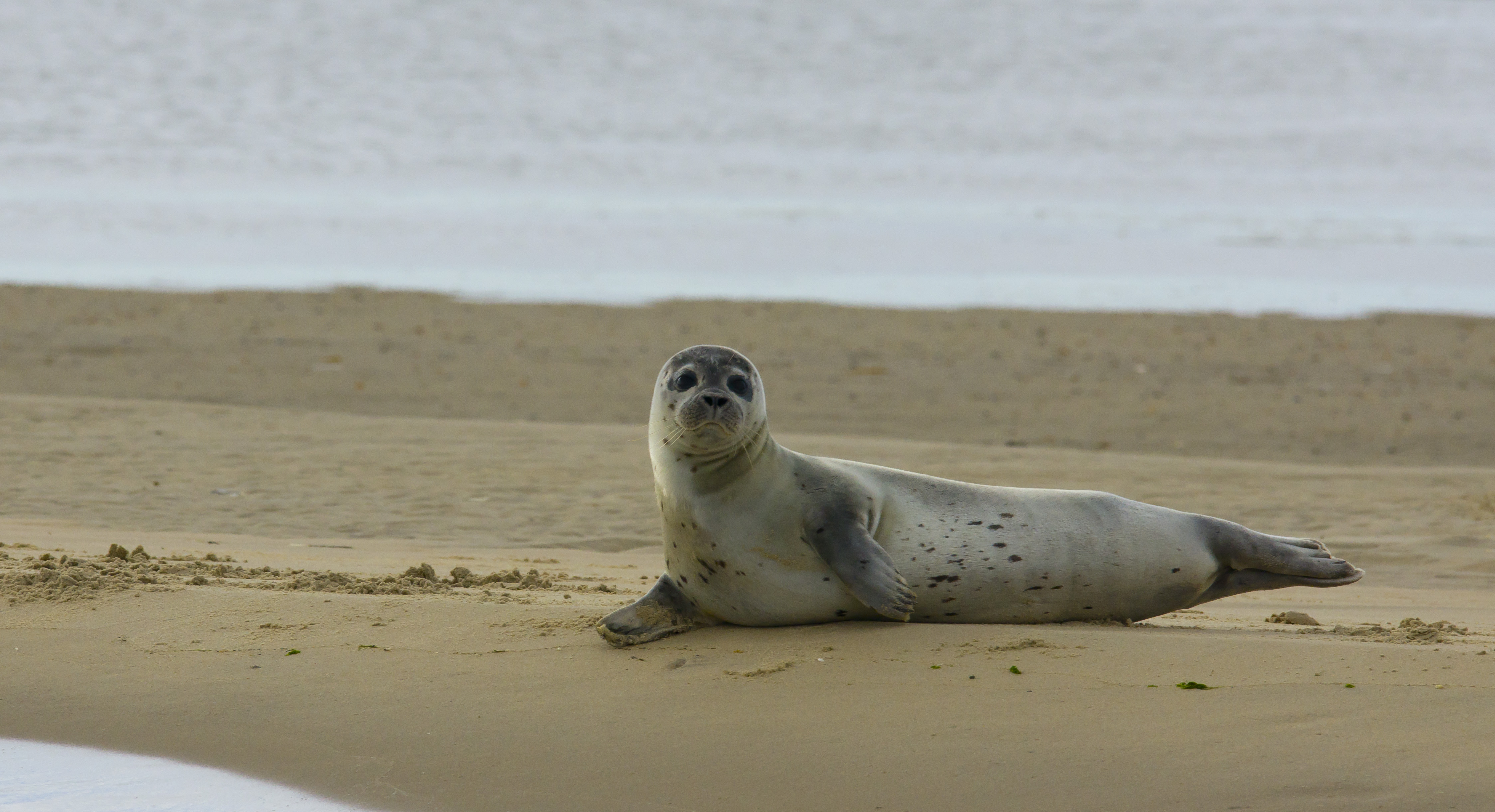 Zeehond
