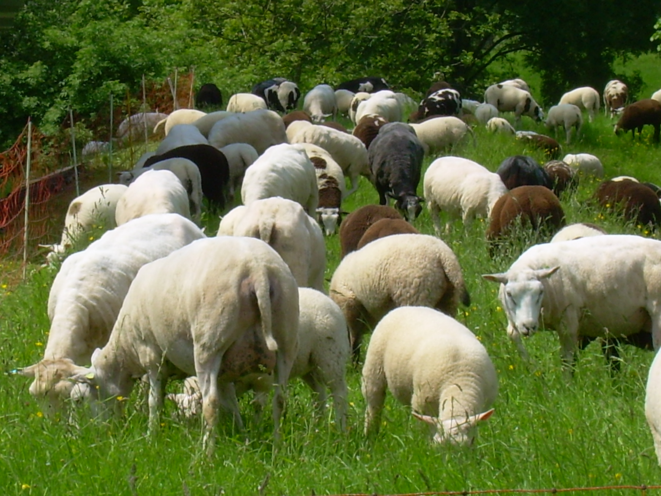Schapen in alle kleuren
