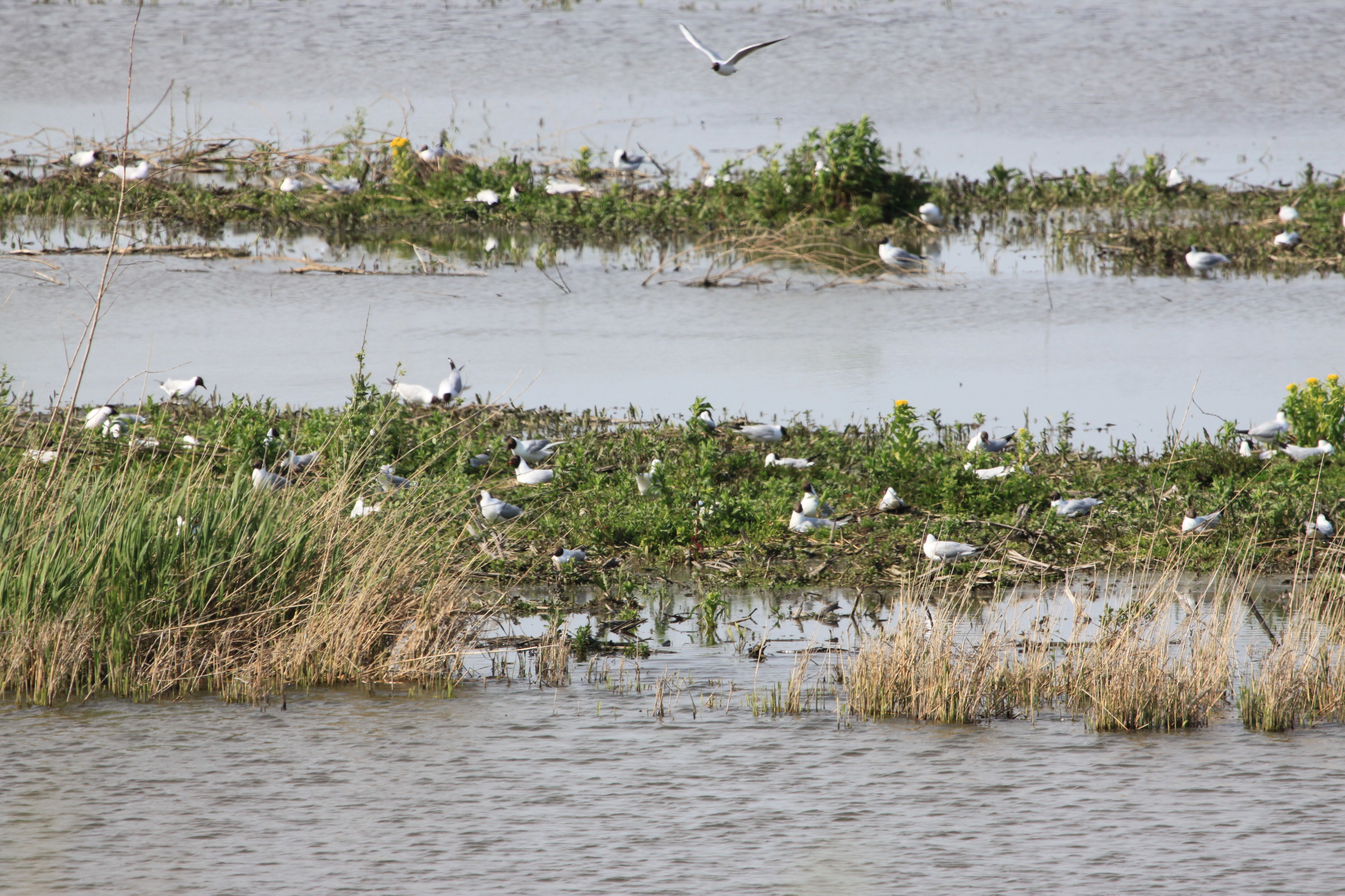 Broedende Kokmeeuwen
