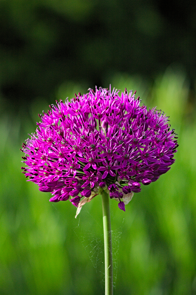Bolleke (allium)
