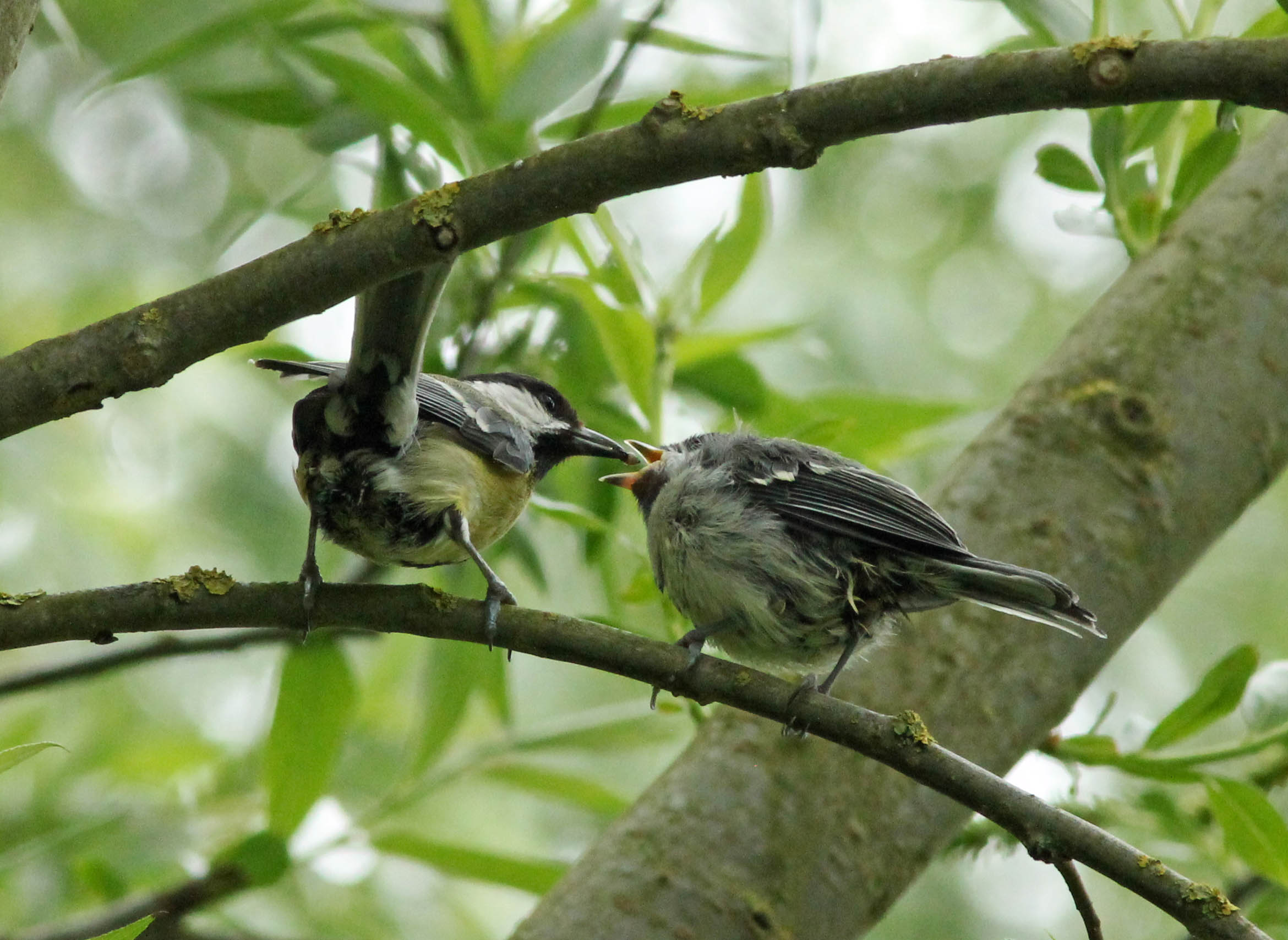 Dat gaat er wel in (1)