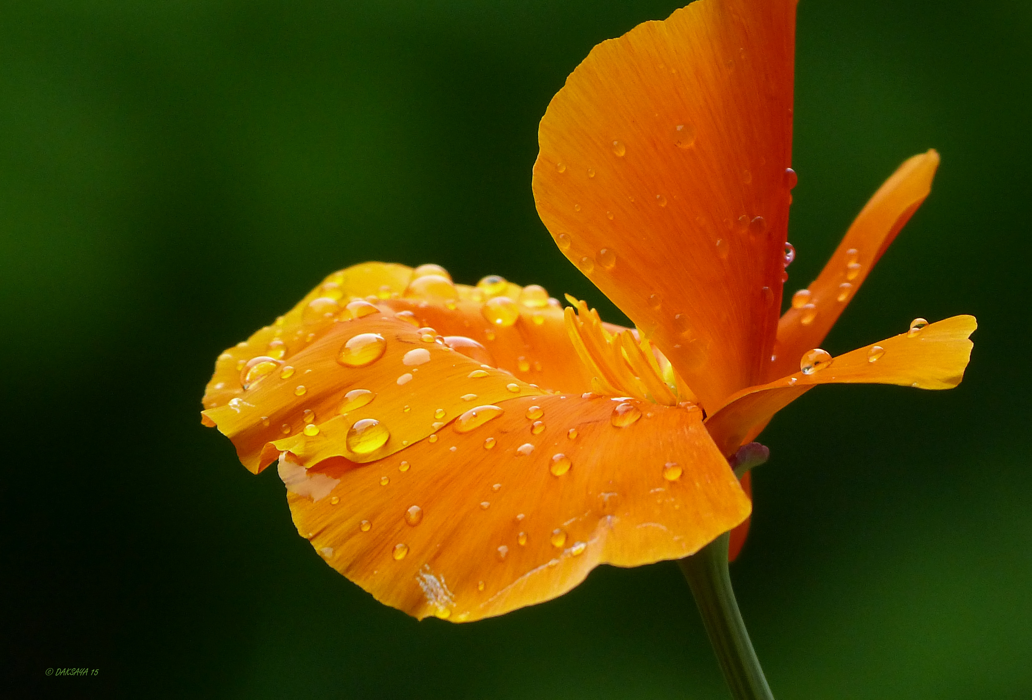 Wet poppy