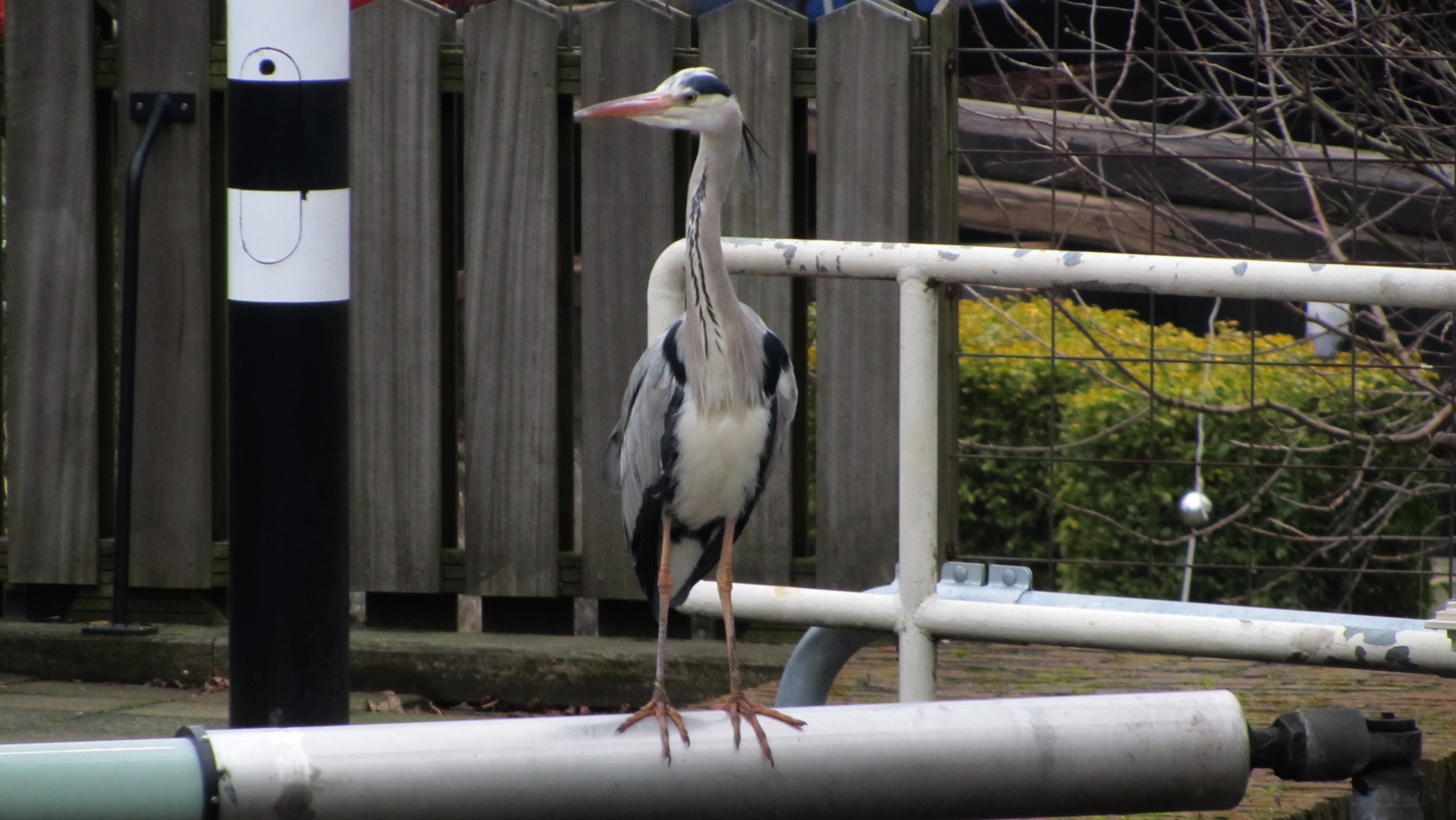 Blauwe Reiger