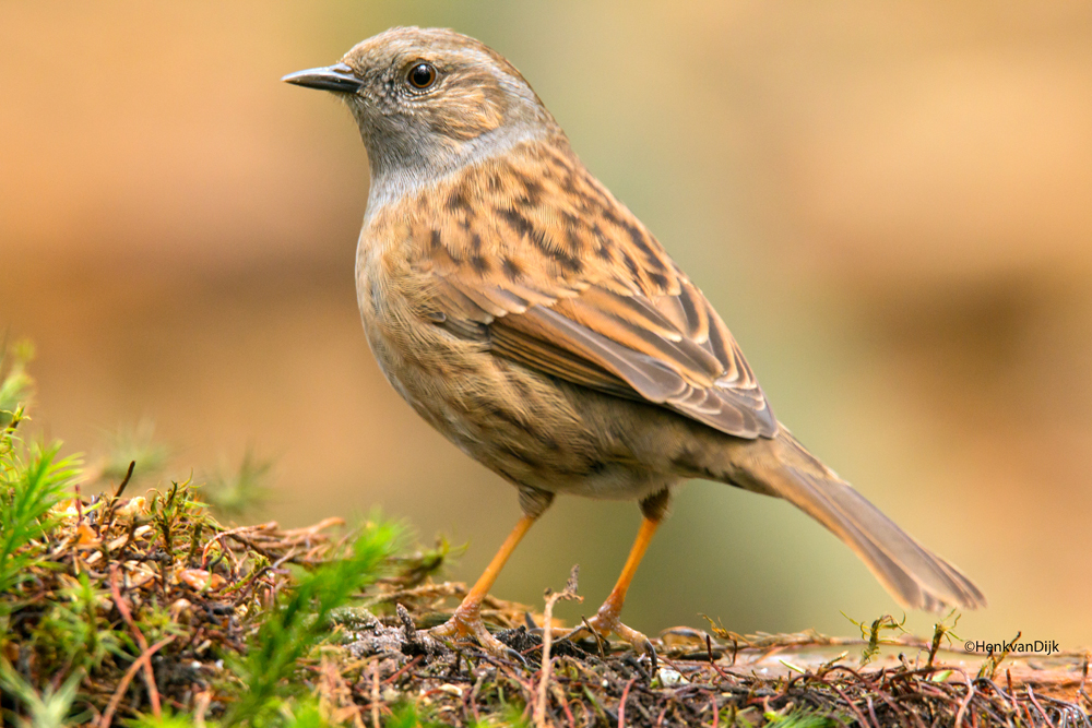 Heggemus.