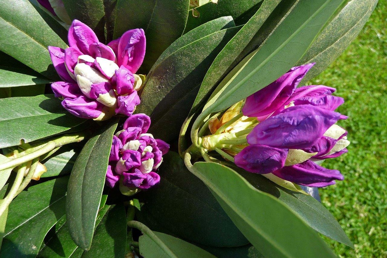 Rododendron