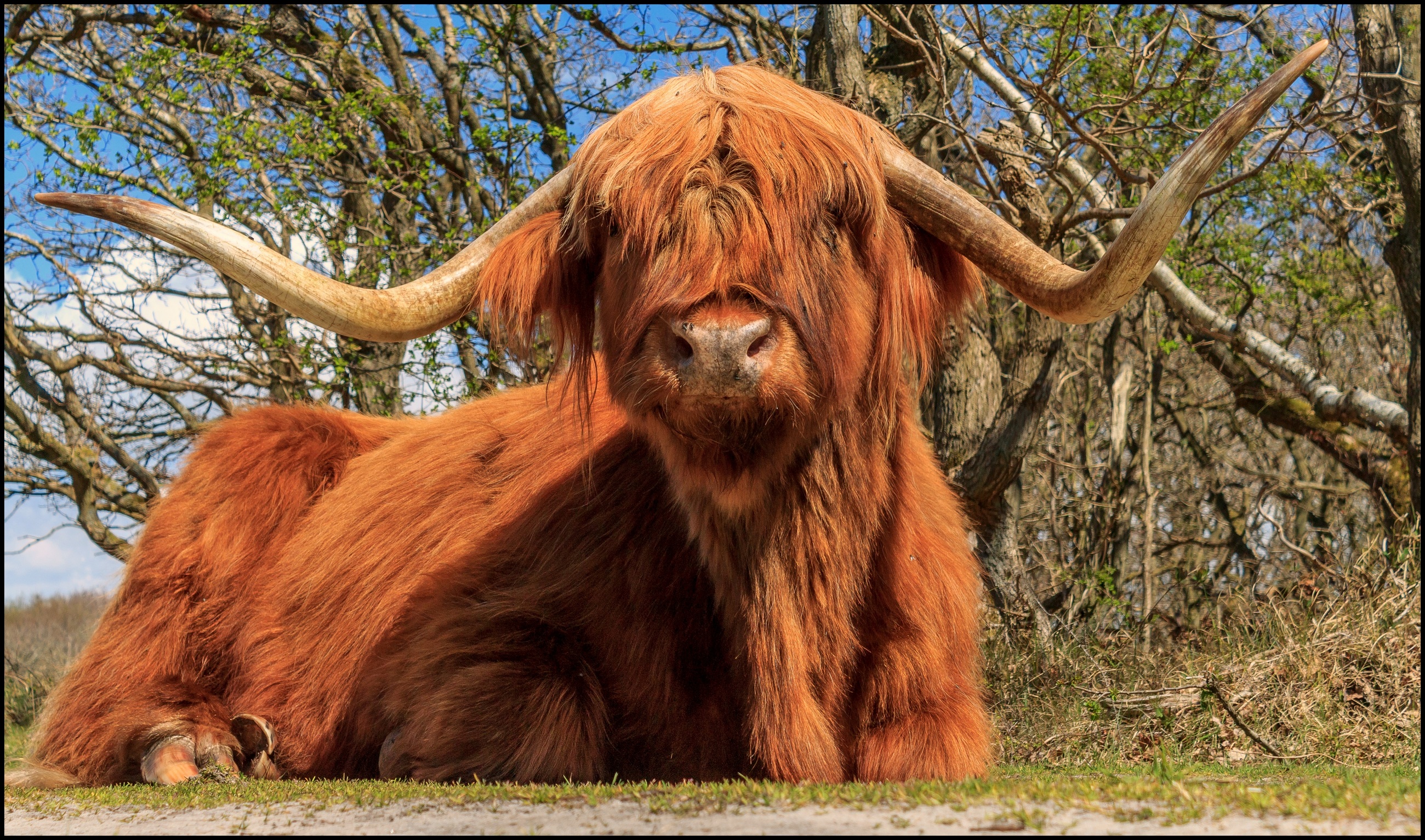 Schotse hooglander in het bos.