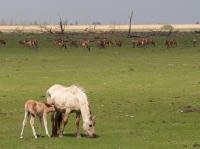 Onhollands?