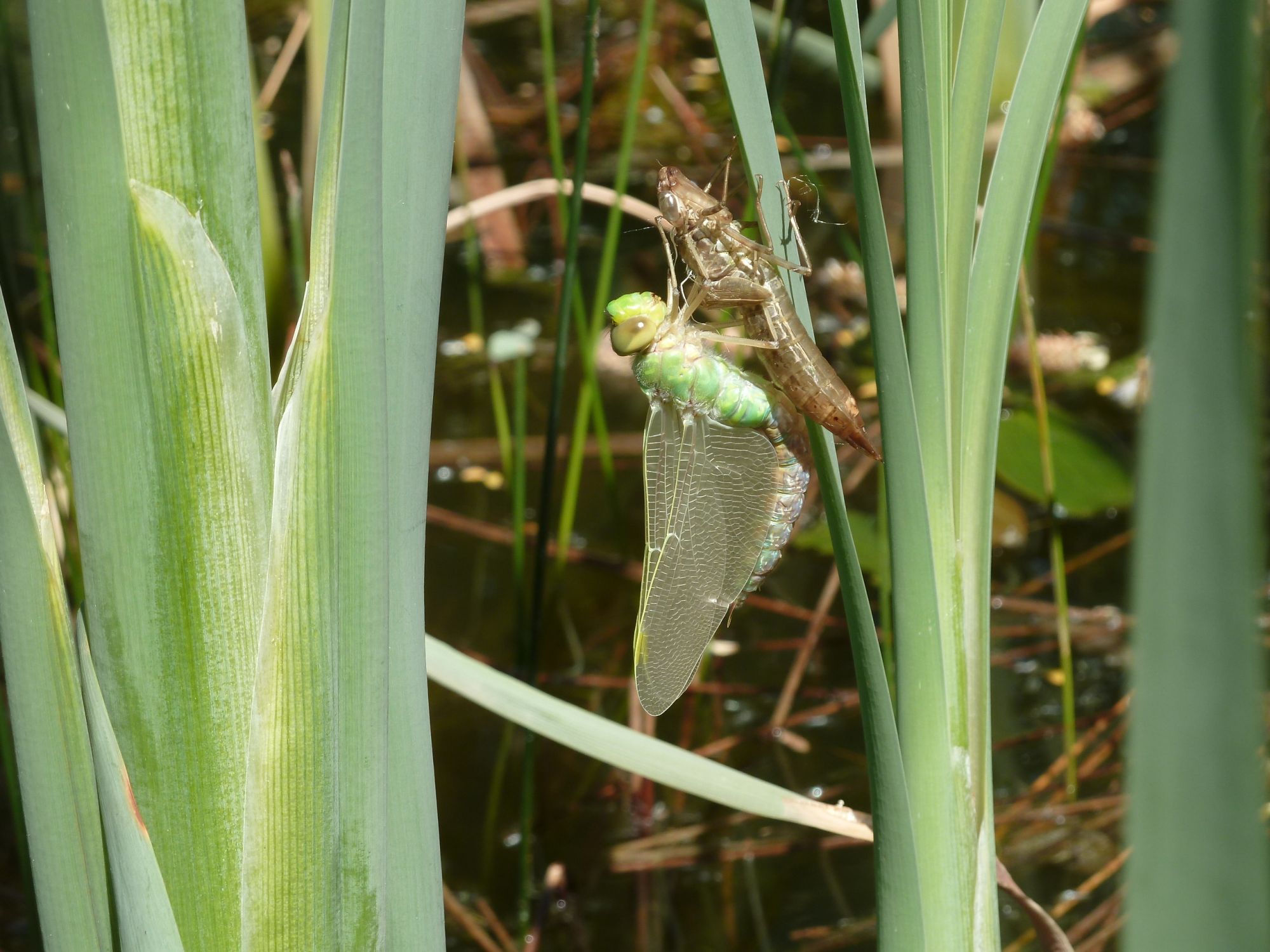 uitgeslopen libelle