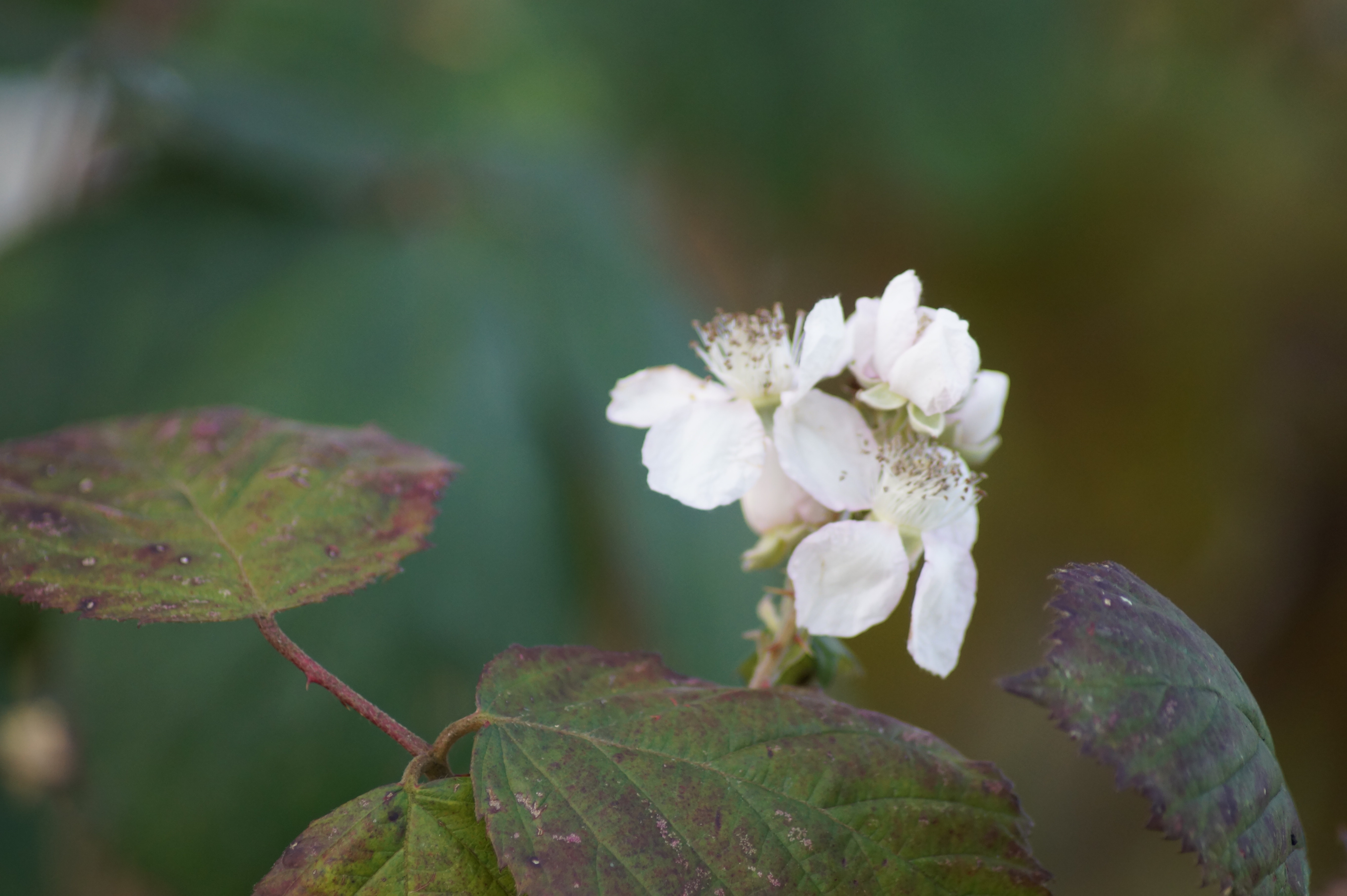 Waterlelie in het water tussen de weilanden