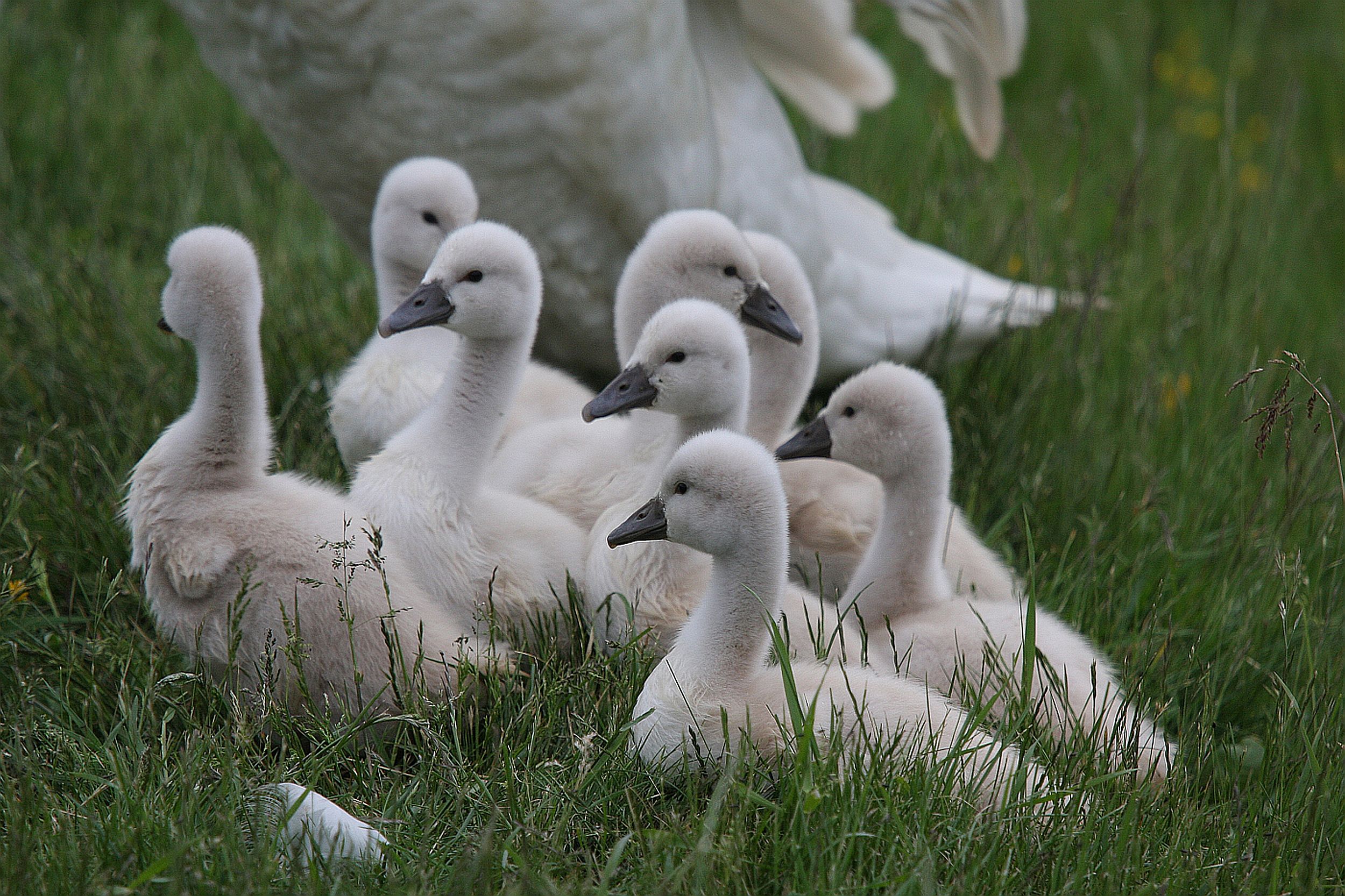 pulletjes van de knobbelzwaan