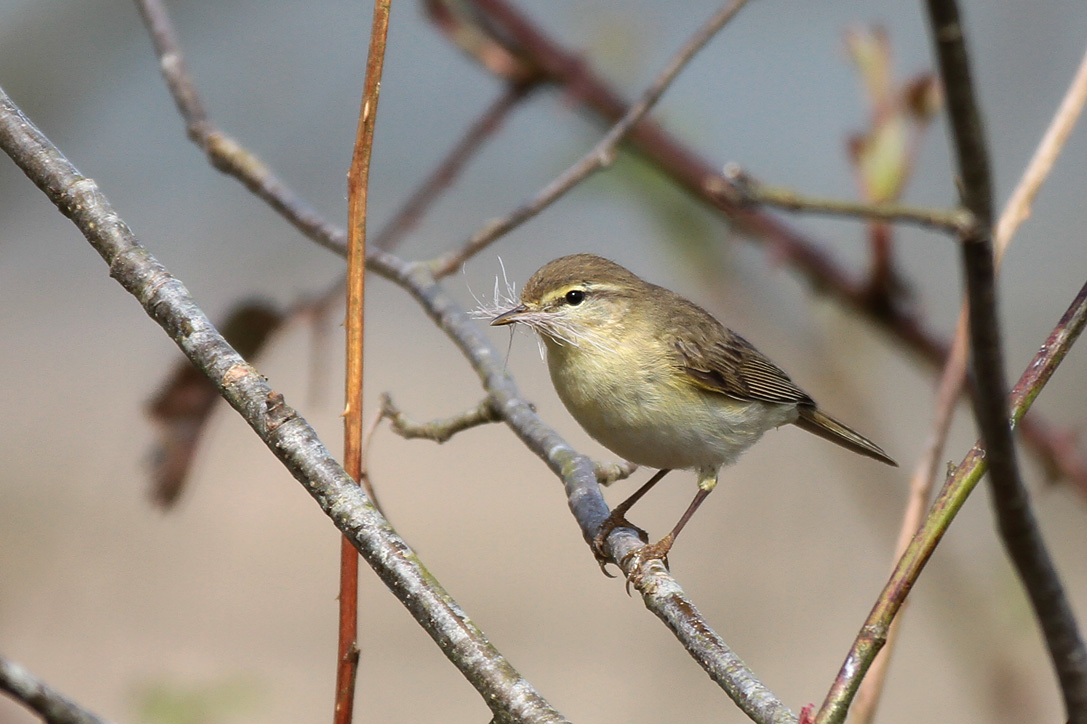 Nestje bouwen