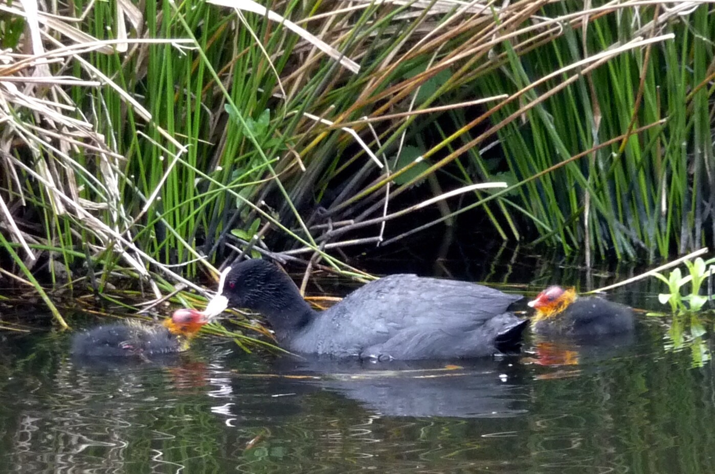 Meerkoet met pulletjes