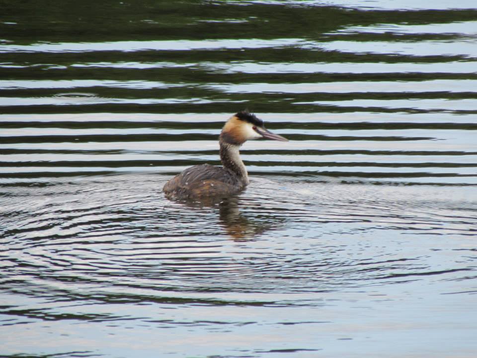 Fuut maakt 'rare'capriolen