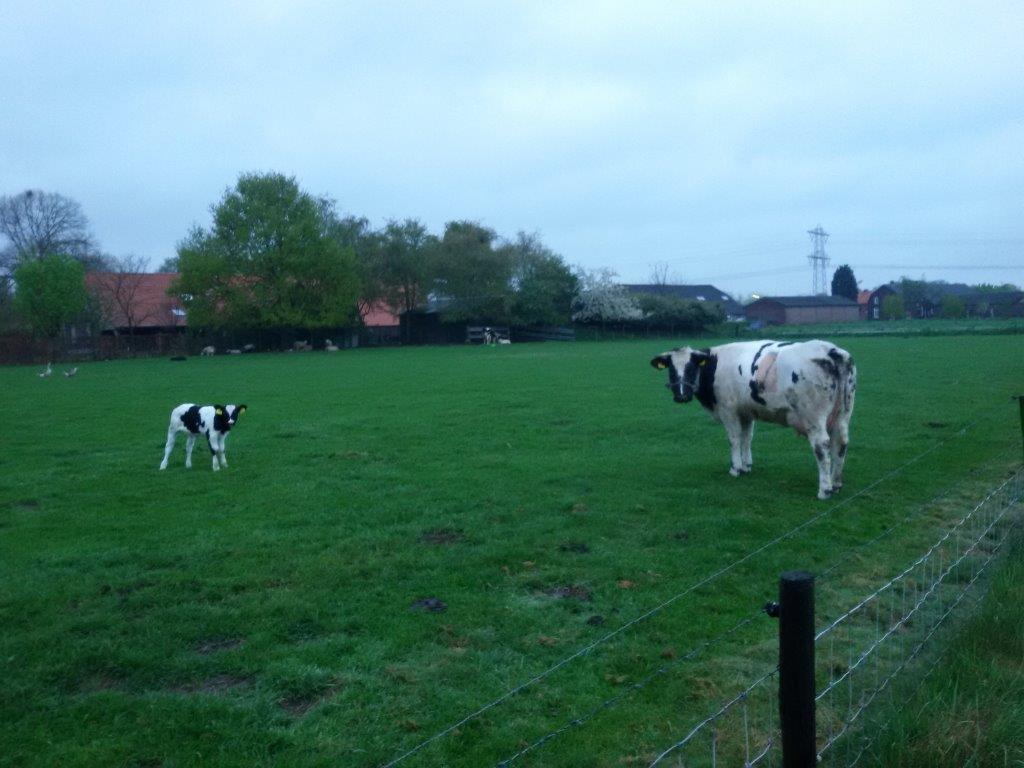 Keizersnee