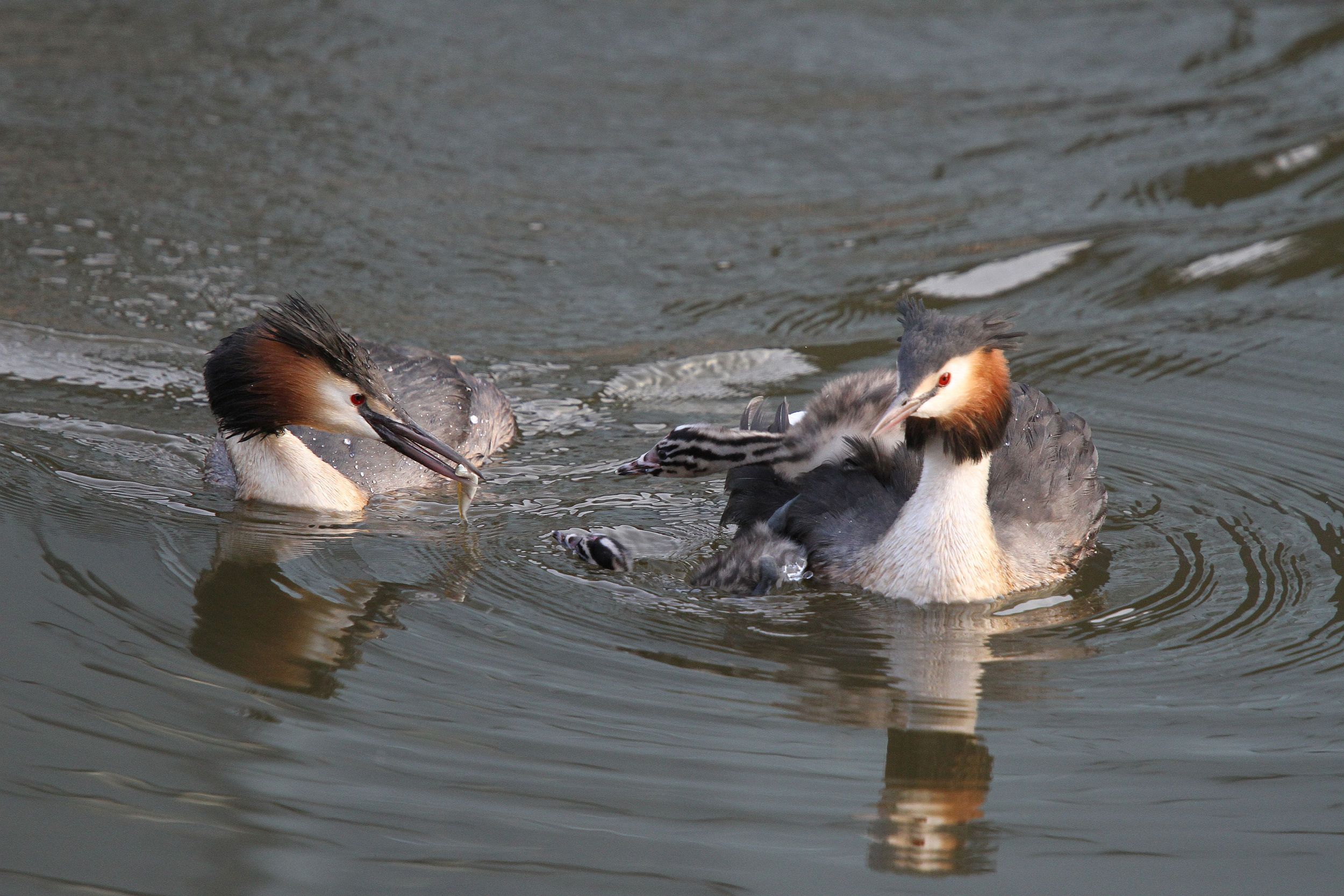 FUTENPAAR met jongen