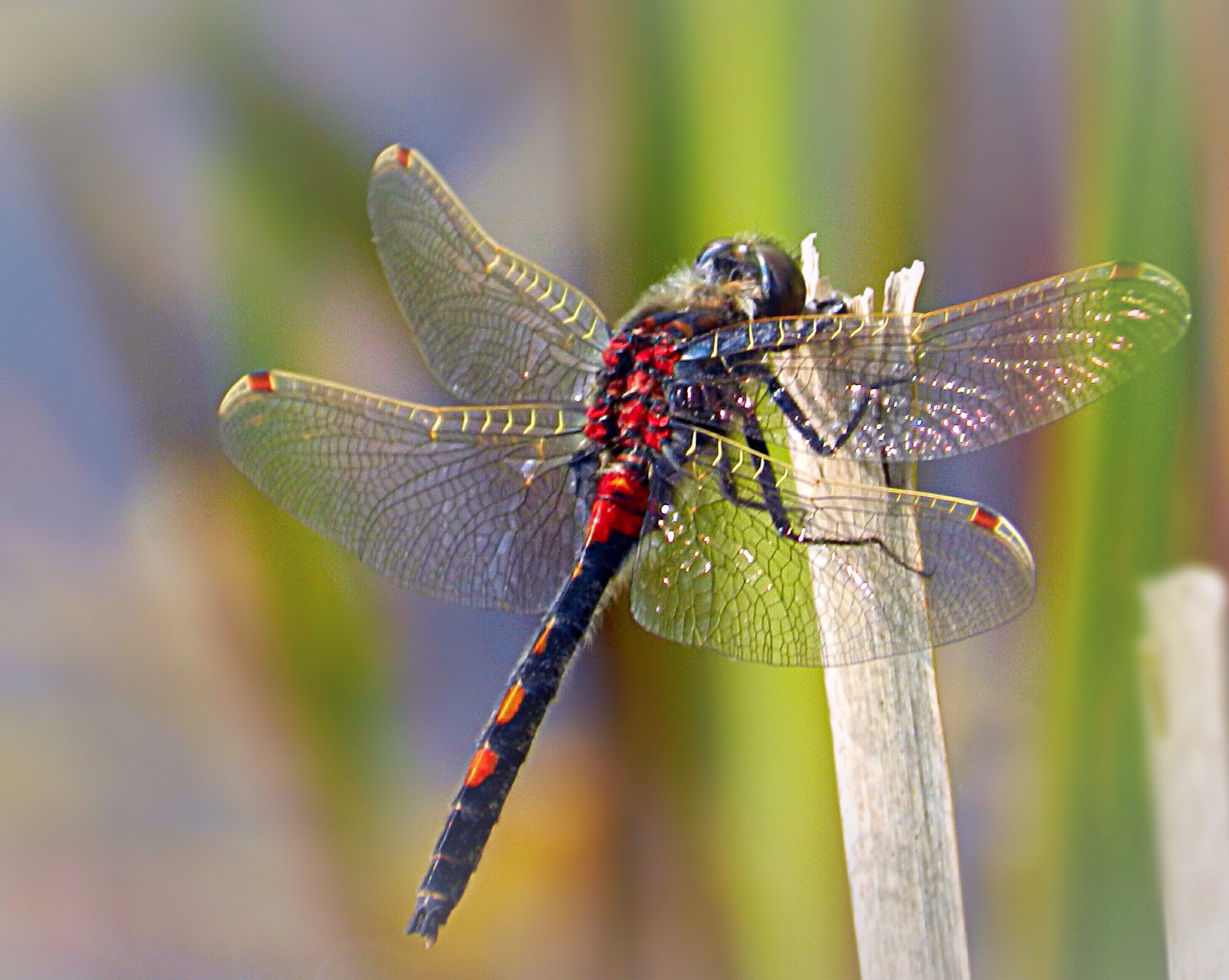 Noordse witsnuitlibel