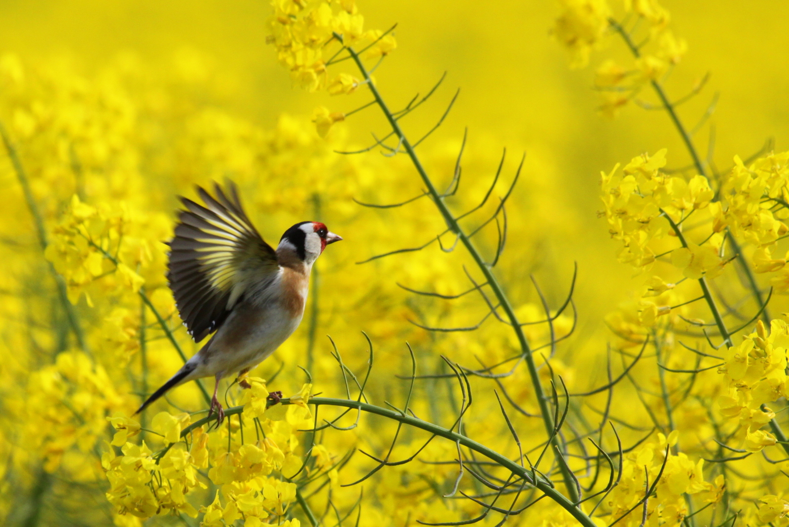 putter in de avondzon