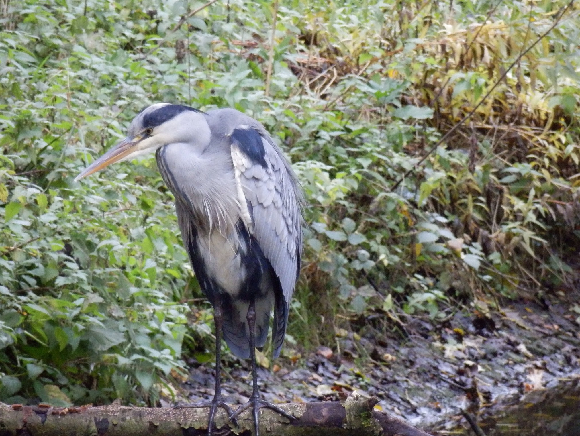 Reiger