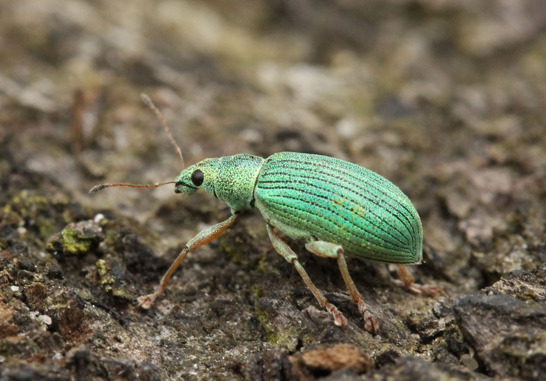 Groene Struiksnuittor