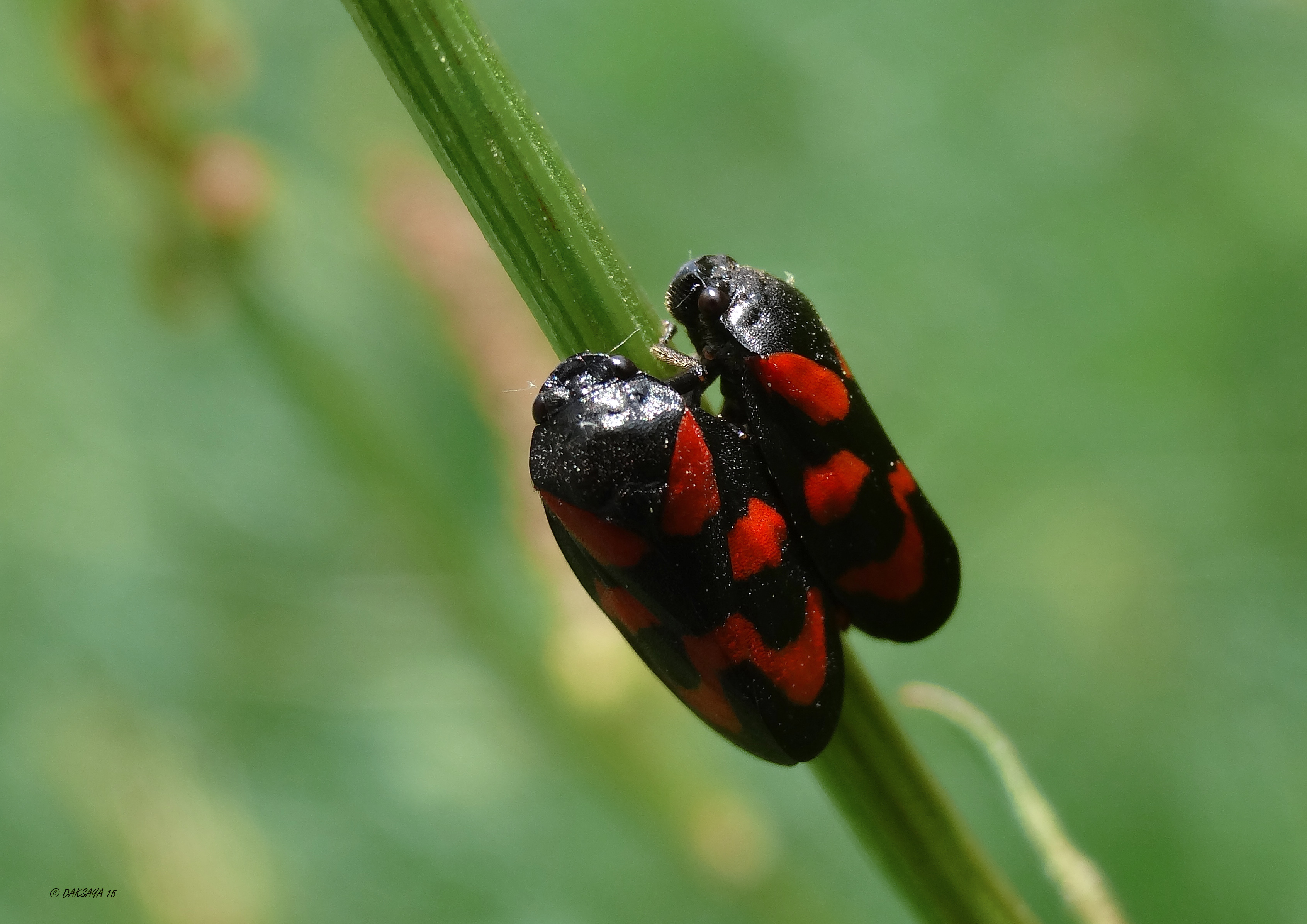 Parende bloedcicades