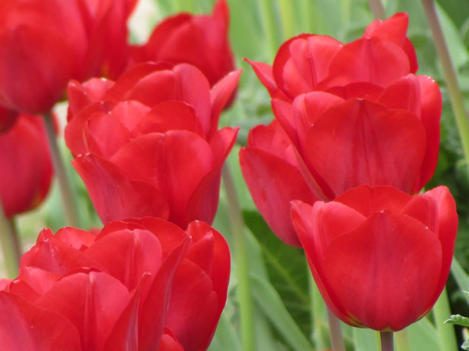 Tulpen