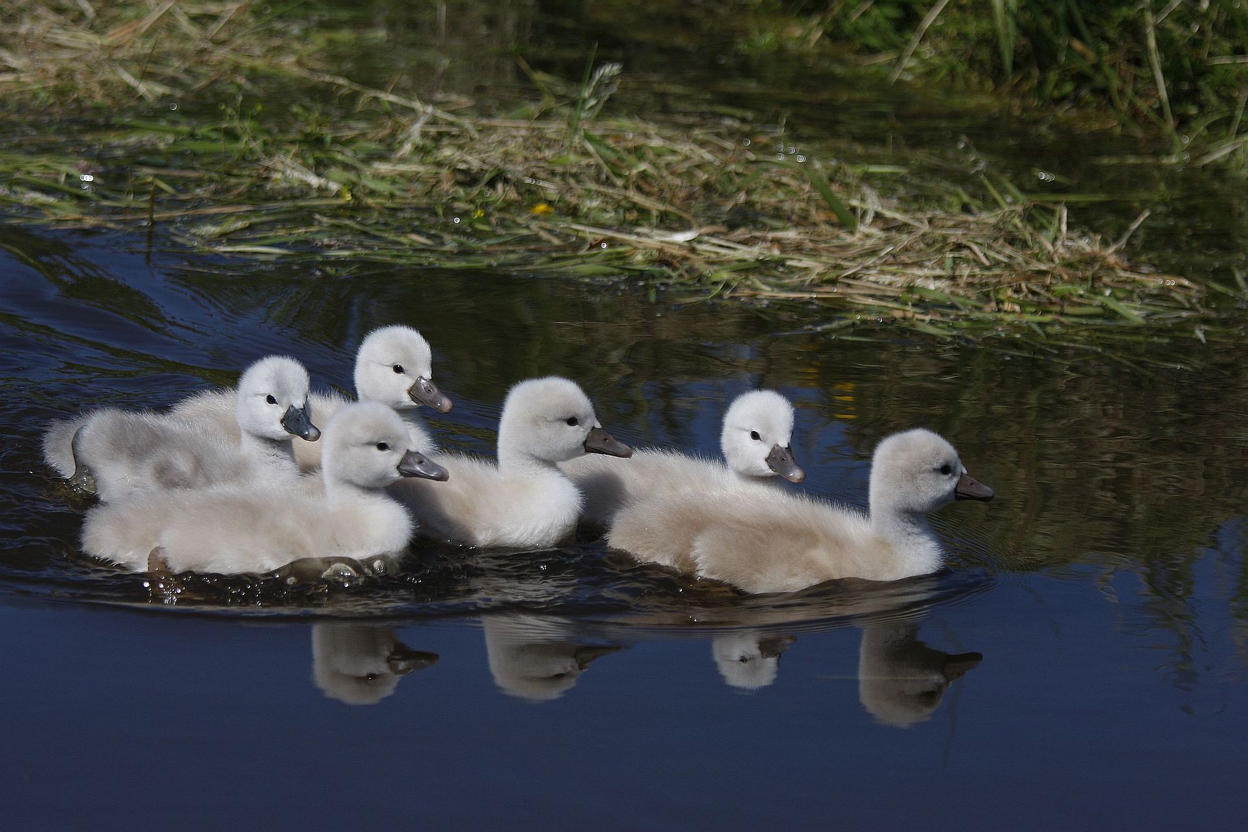 Jongen van de Knobbelzwaan