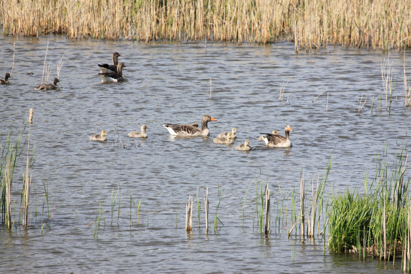 Grouwe gnzen met jongen