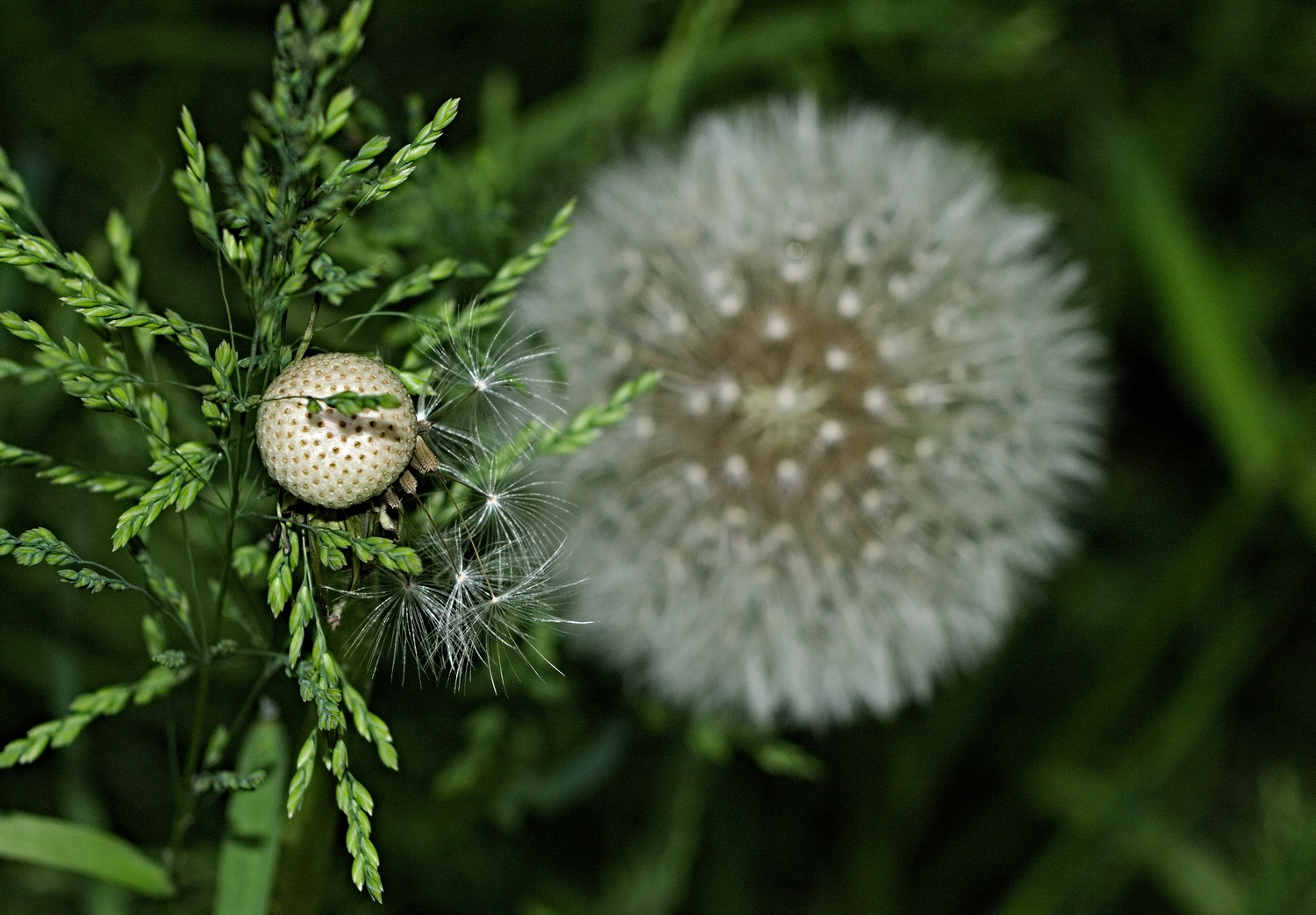  vruchtpluis (pappus)