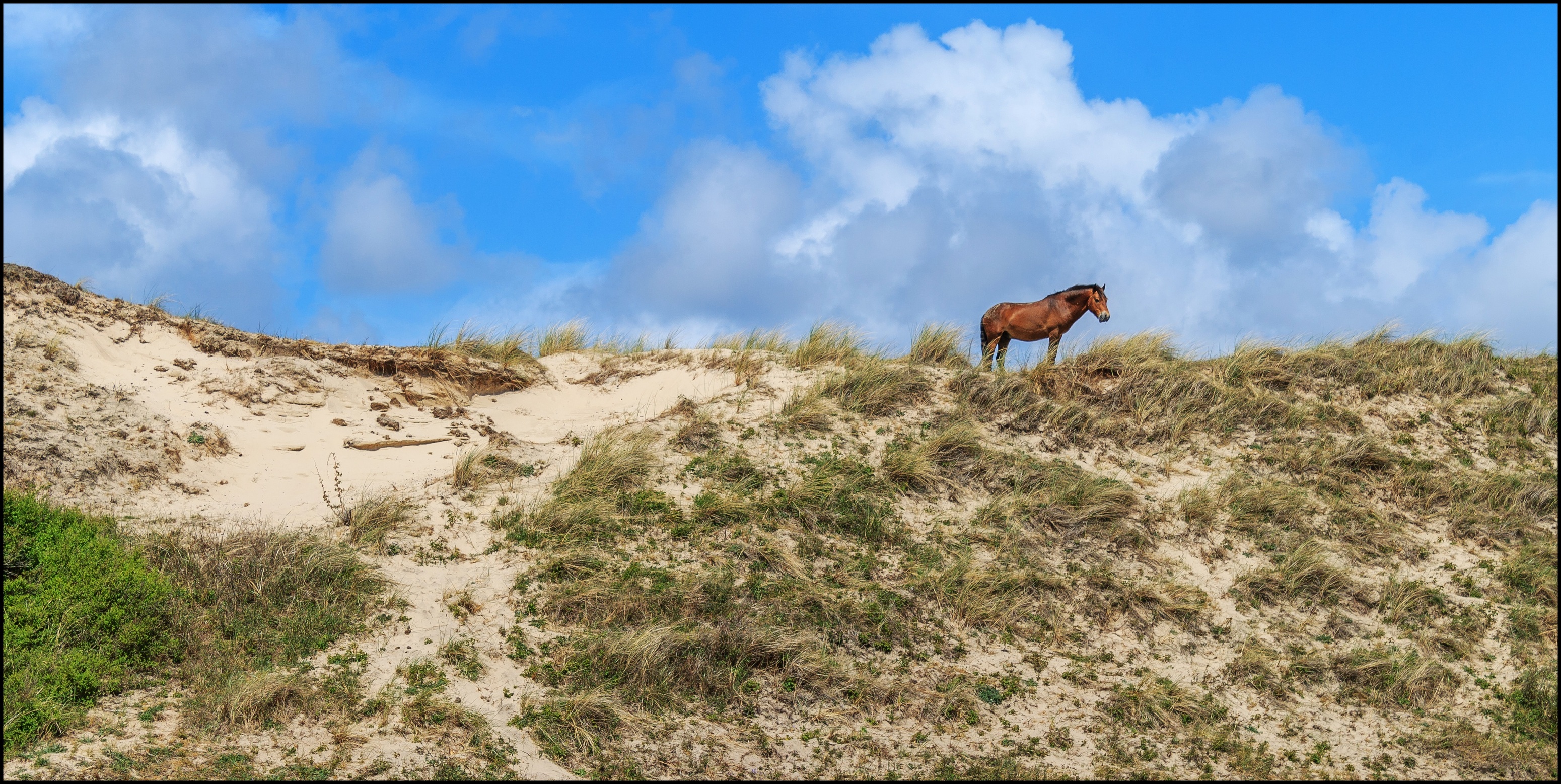 Paard in de duinen.