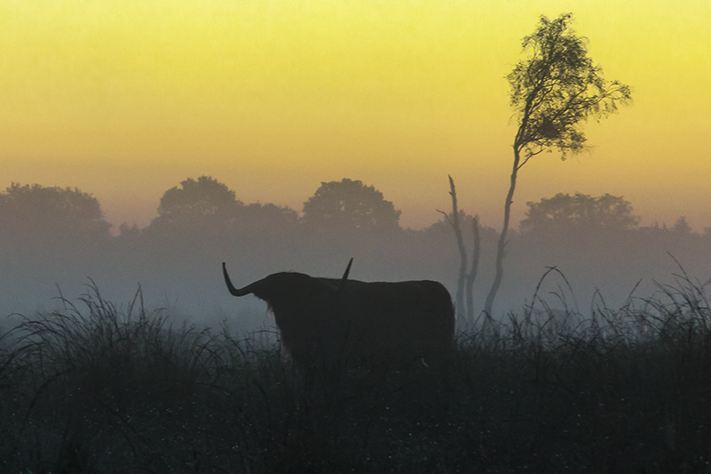Schotse...