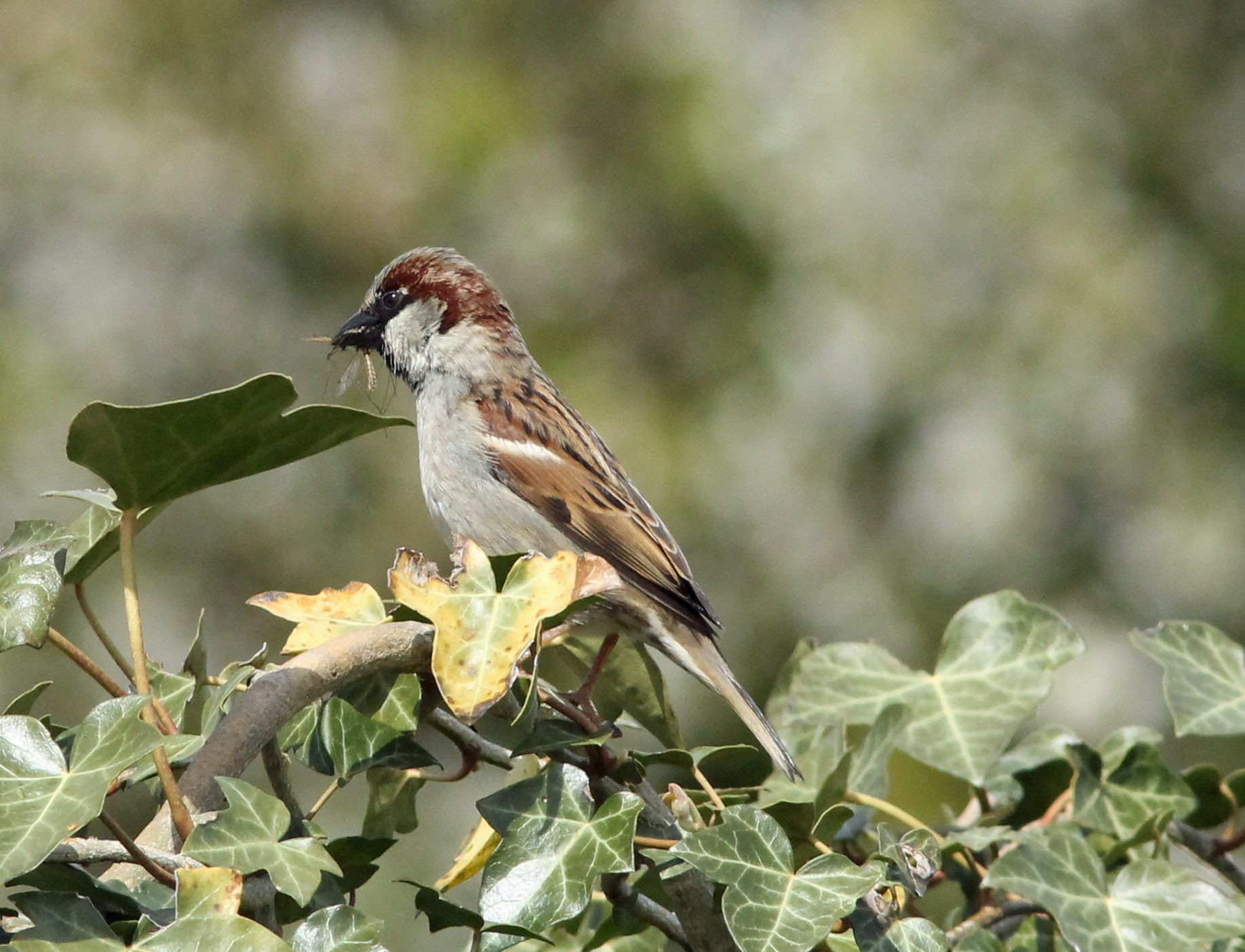 Huismus met lekker hapje
