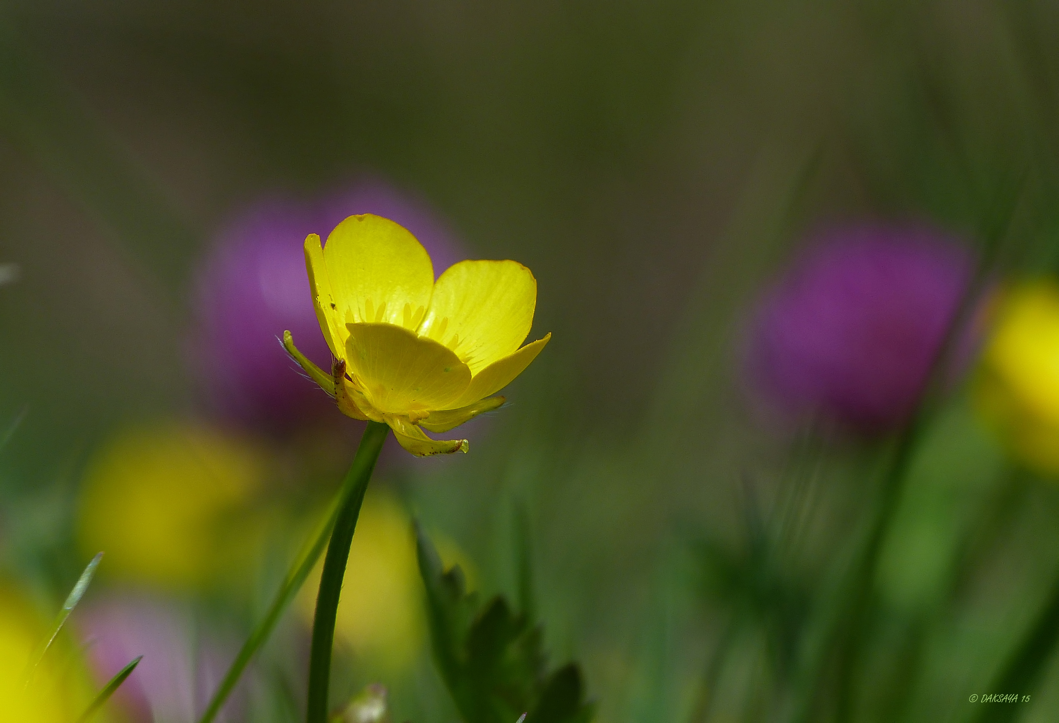 Boterbloem...