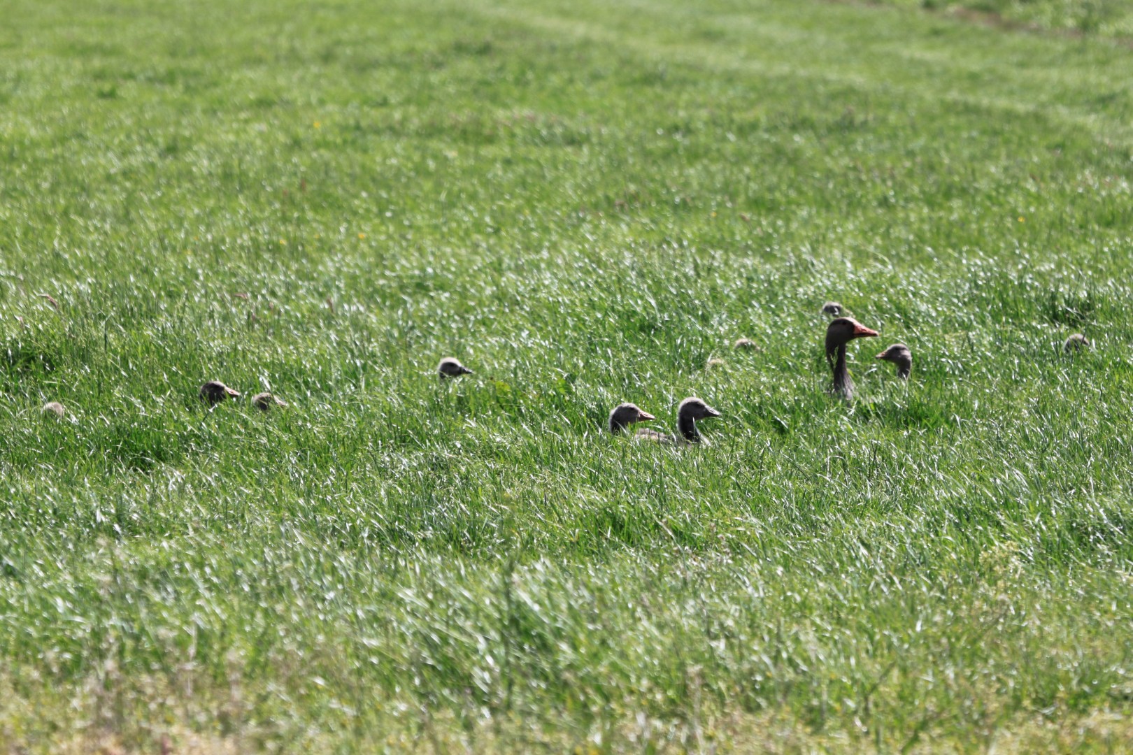 Grauwe Gans met jongen