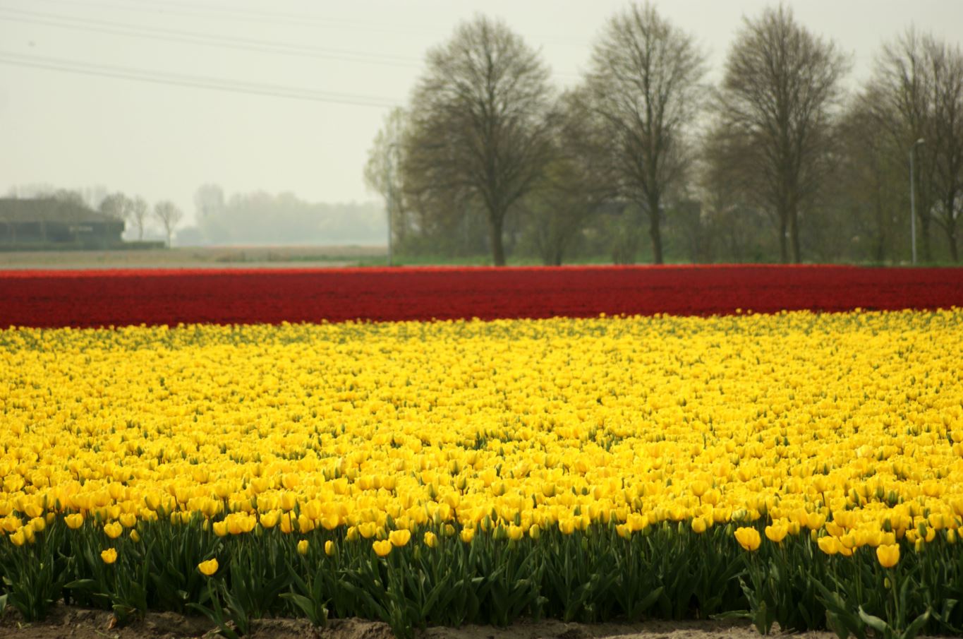 Tulpenveld in Zeeland