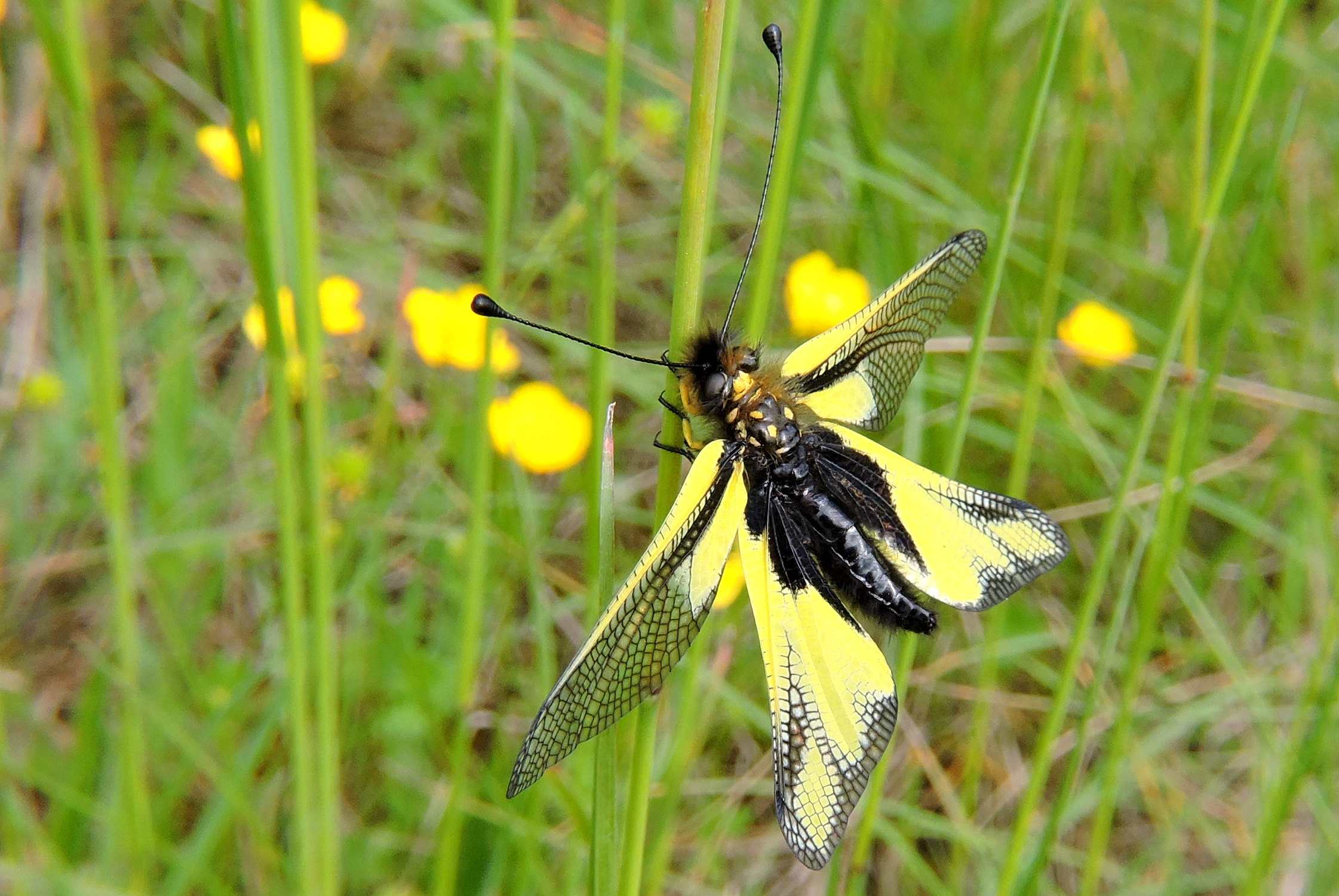 Geen vlinder, geen libel
