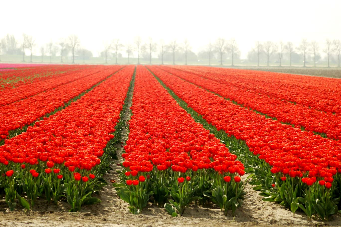 tulpen in zeeland