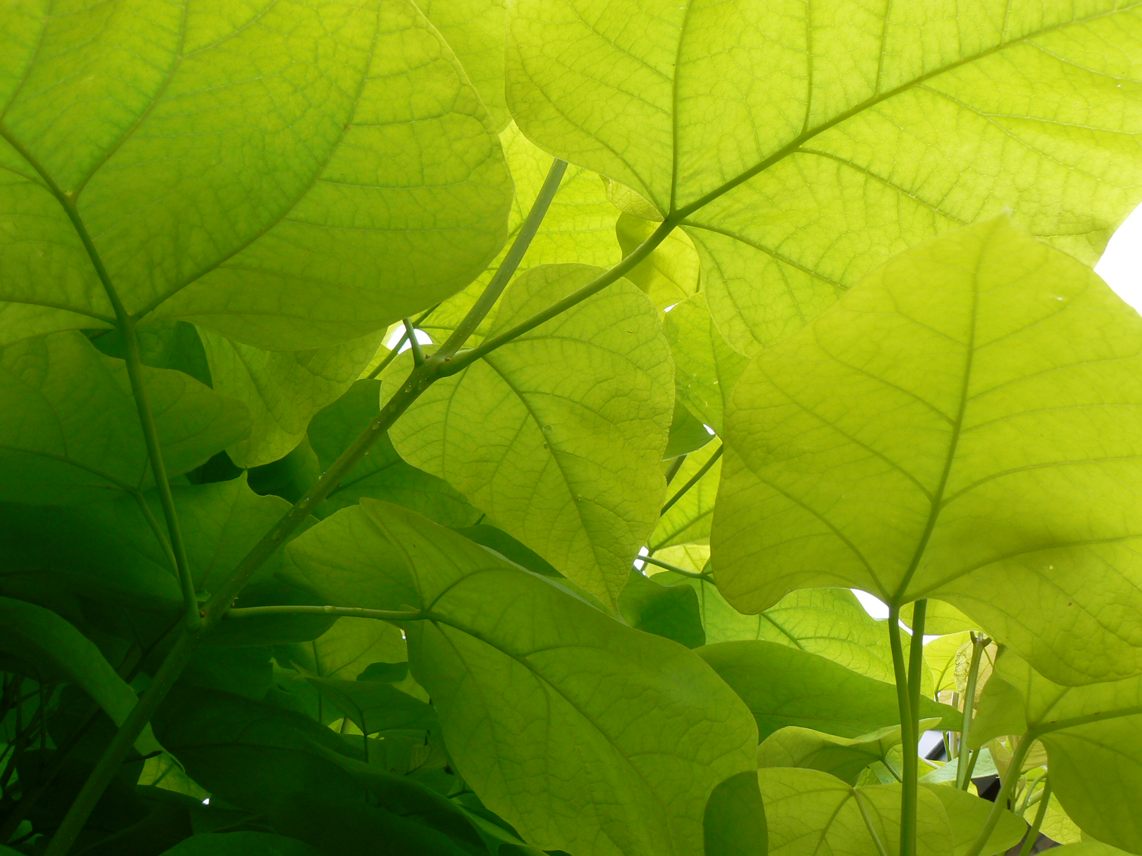 zomers 'dak boven je hoofd'