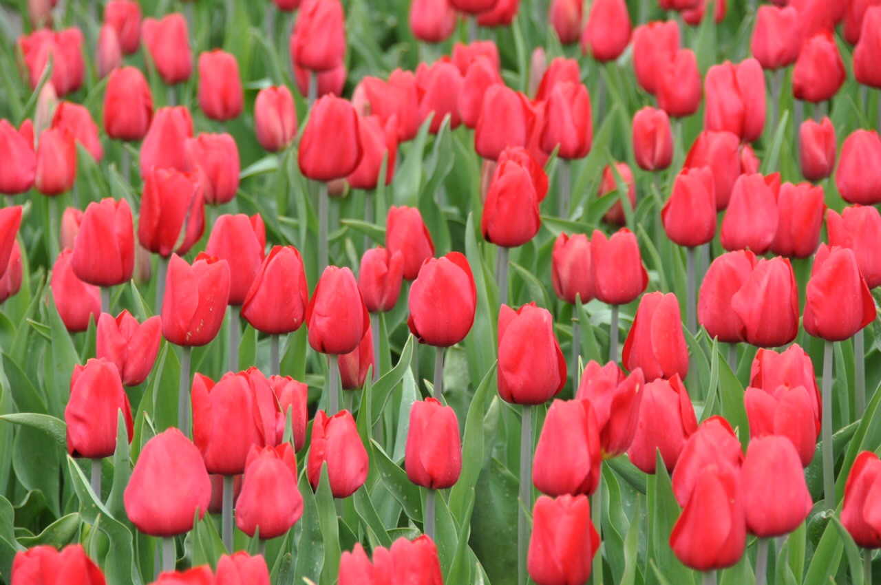 Rode tulpen