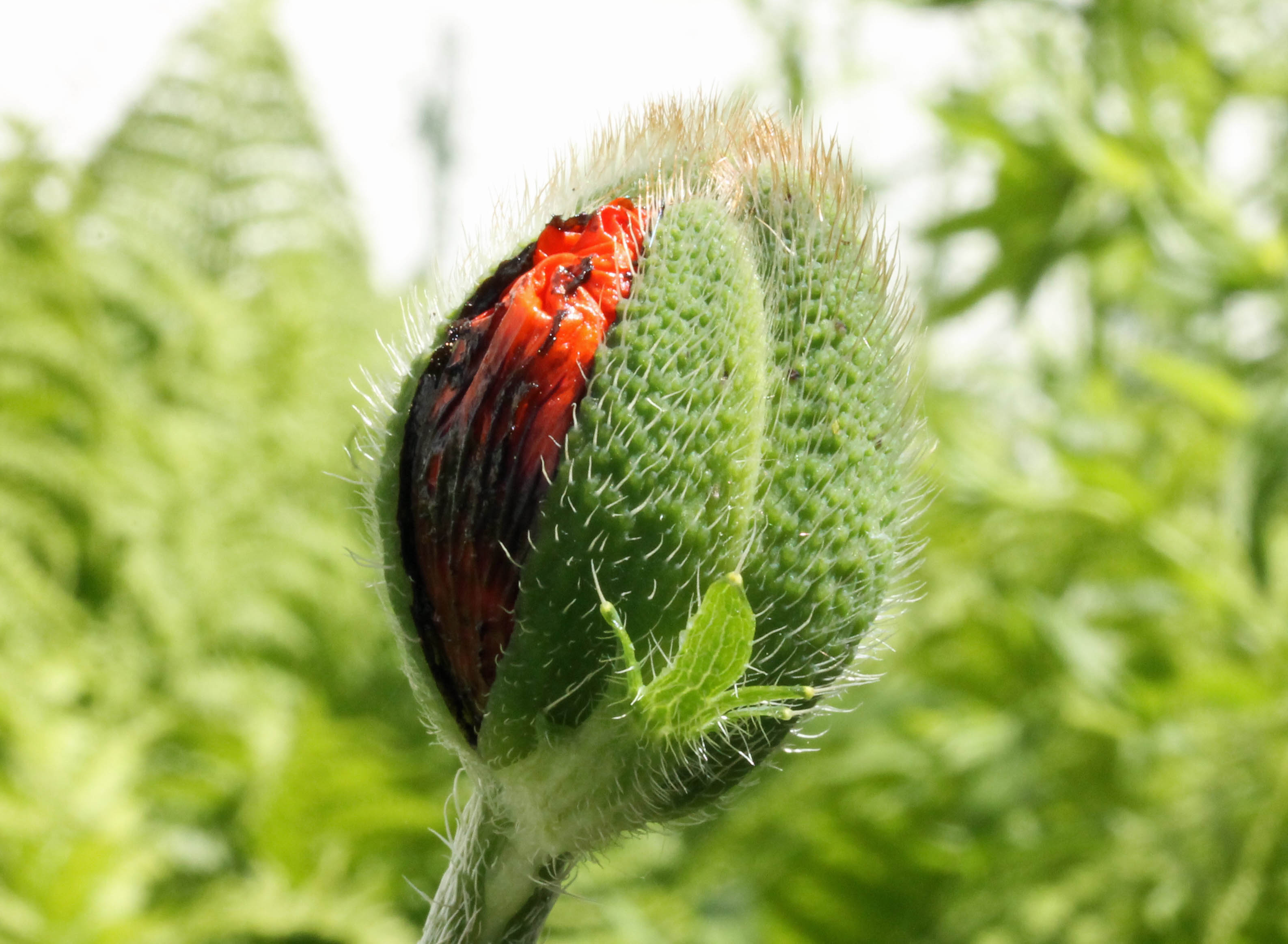 Dat duurt niet lang meer..