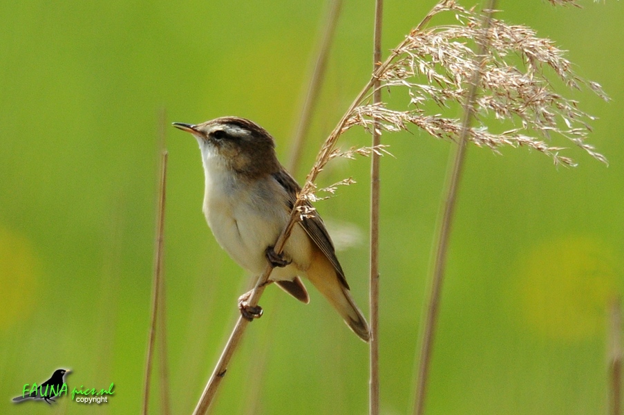 In het riet