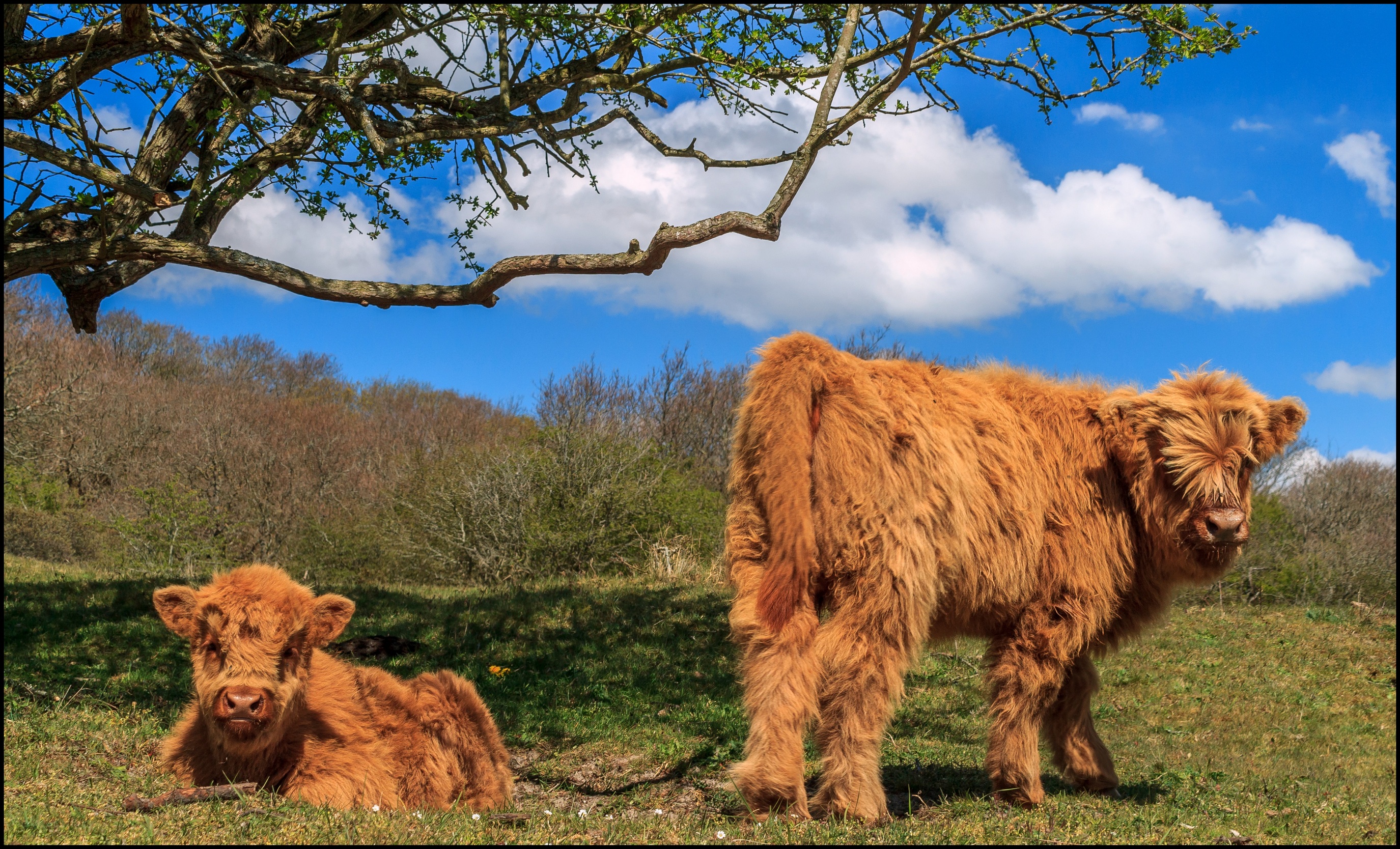 Twee jonge schotse hooglanders in het bos.