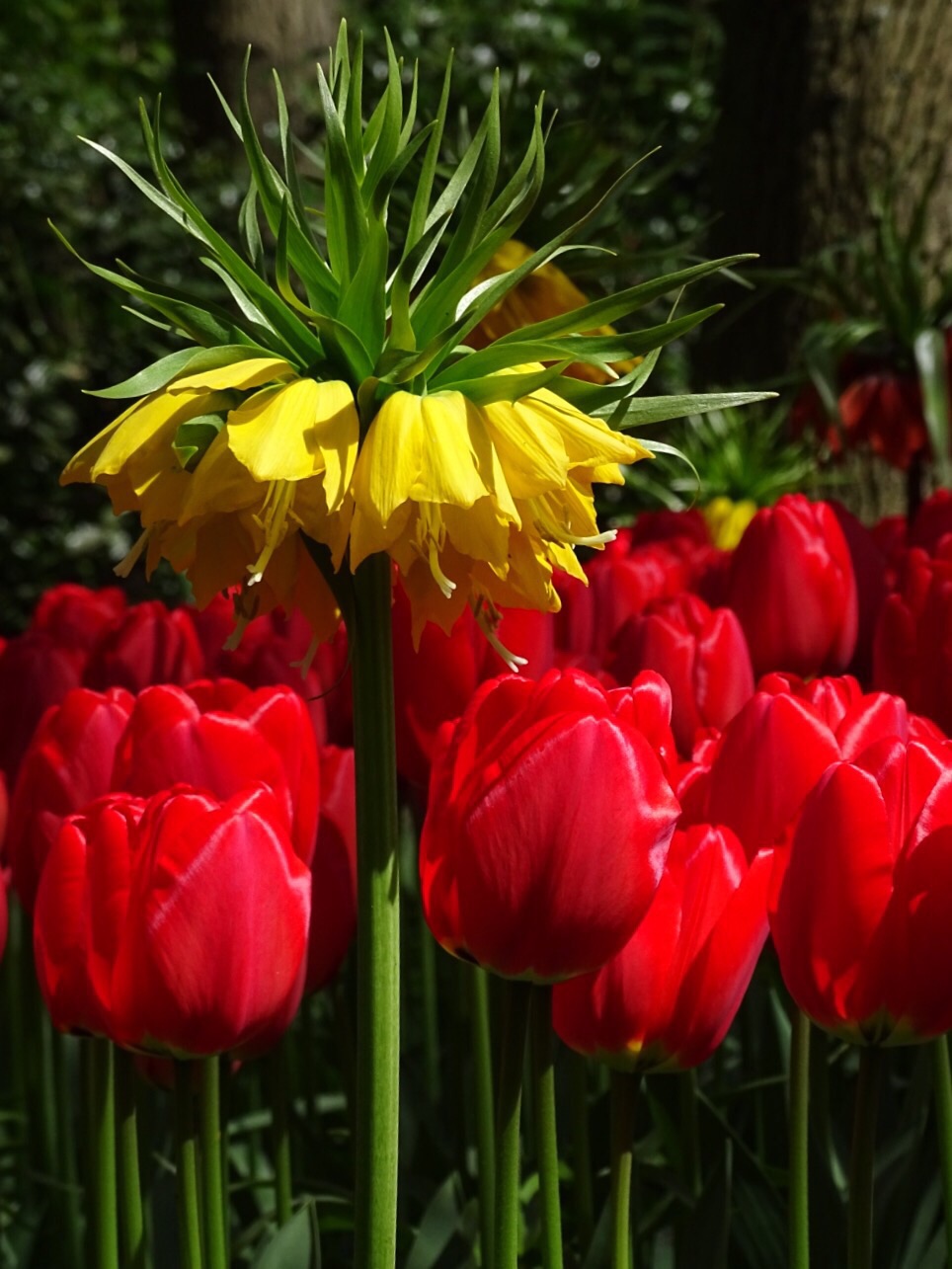 Tulpen 