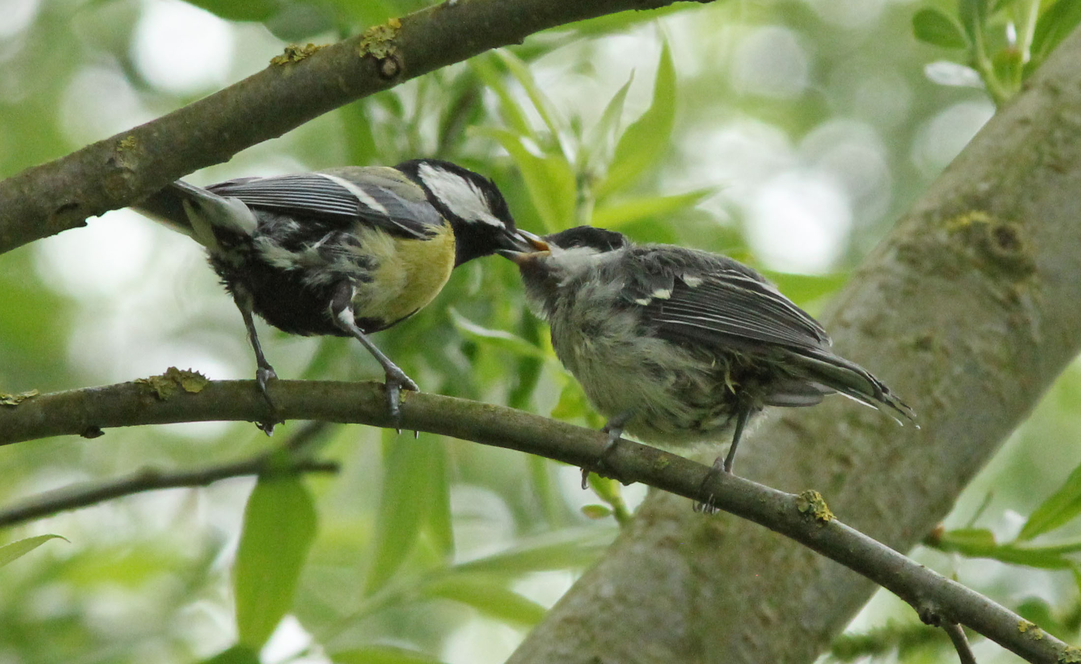 Dat gaat er wel in (2)