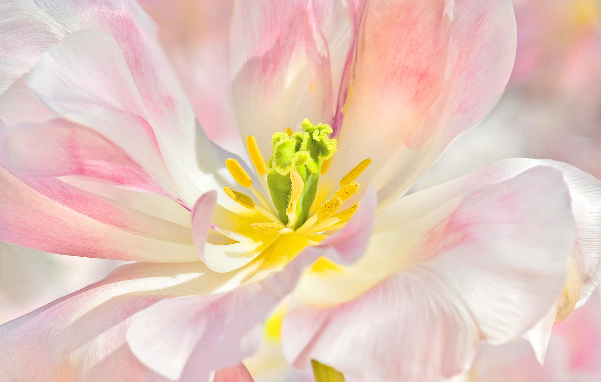 Tulp closeup