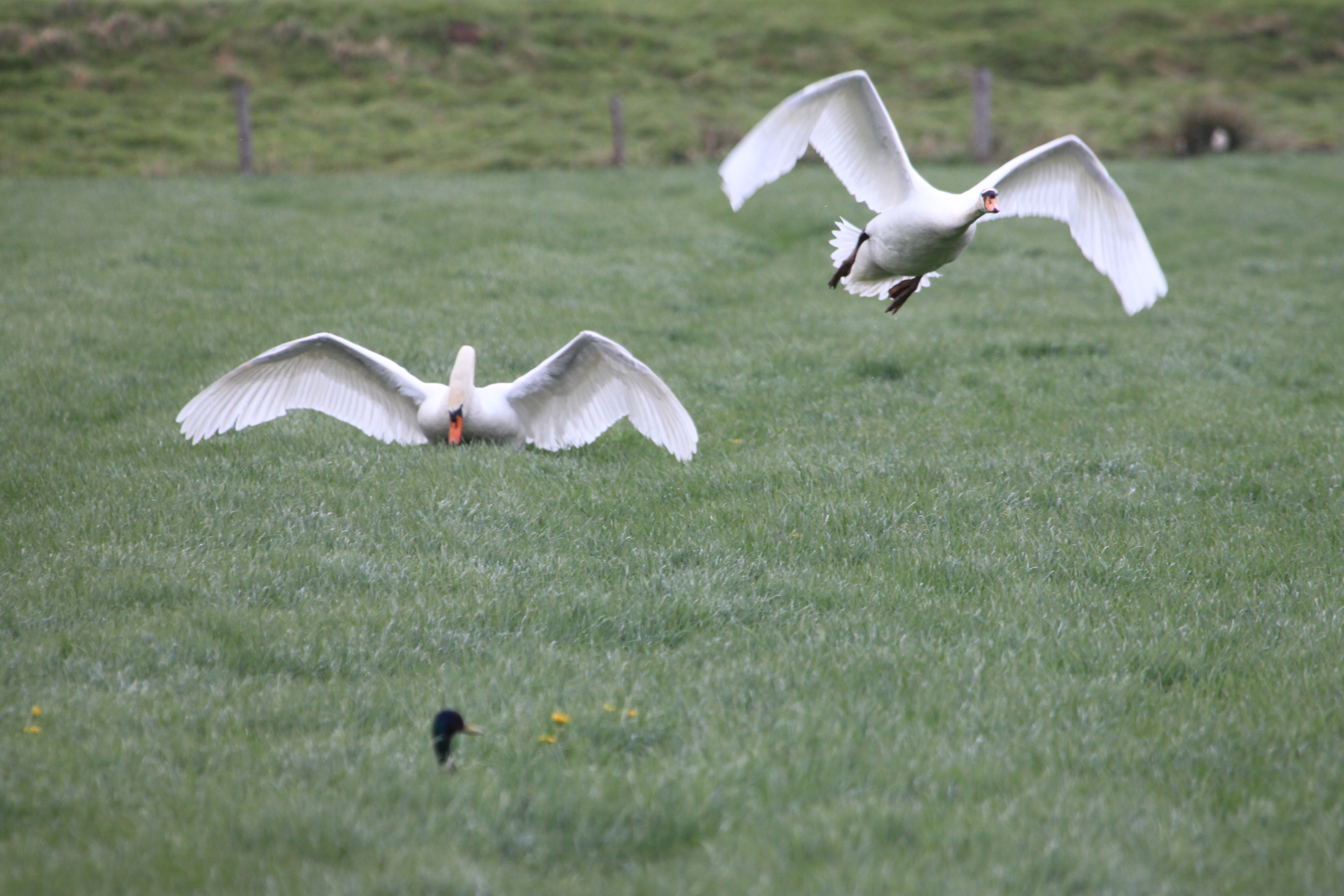 Laatste zwaan wordt verjaagd!