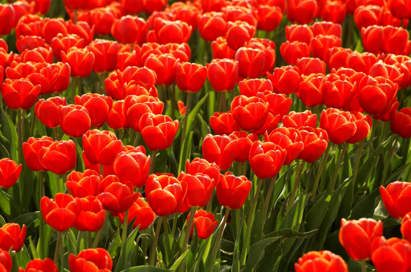 rode tulpen